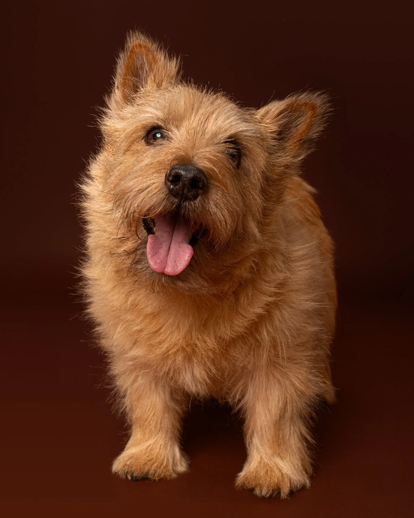 Cooper dog photography Norwich terrier Santa Cruz