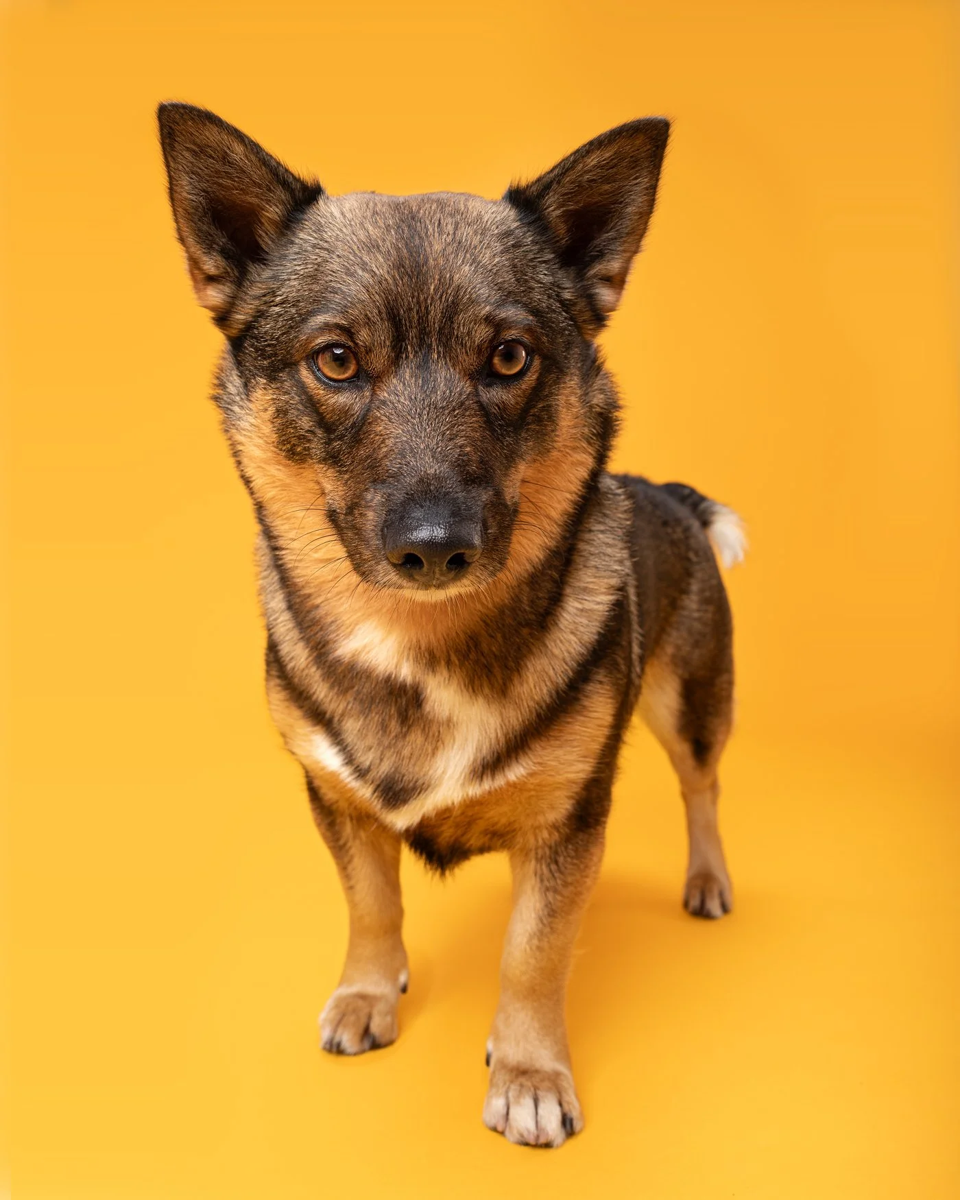 Fara dog photography Swedish Vallhund