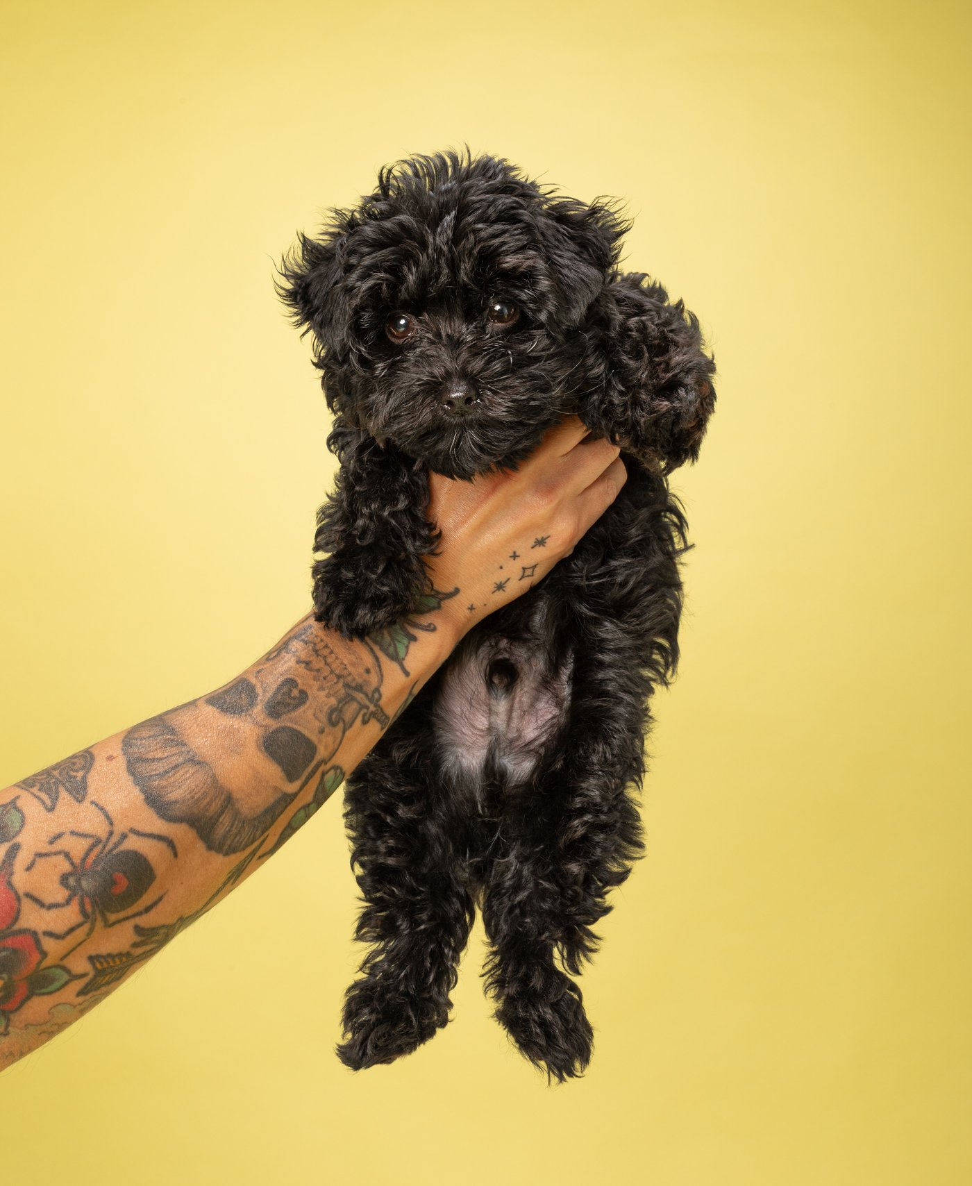Shadow dog photography Yorki mini poodle puppy Santa Cruz