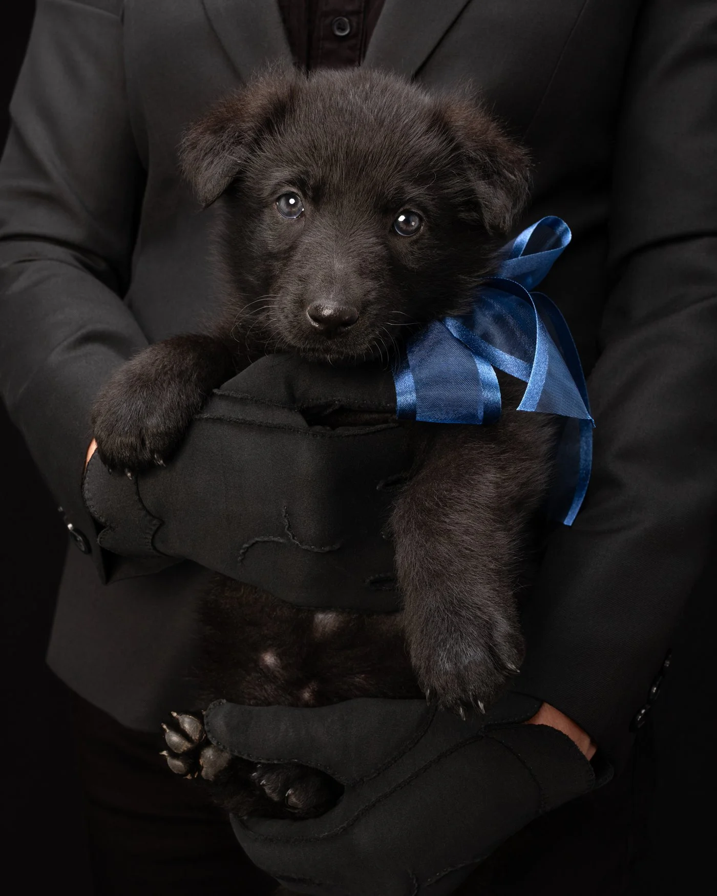 puppy dog photography Santa Cruz California