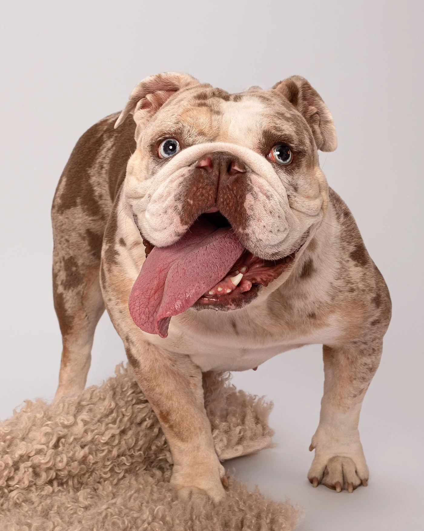 Penny dog photography bulldog