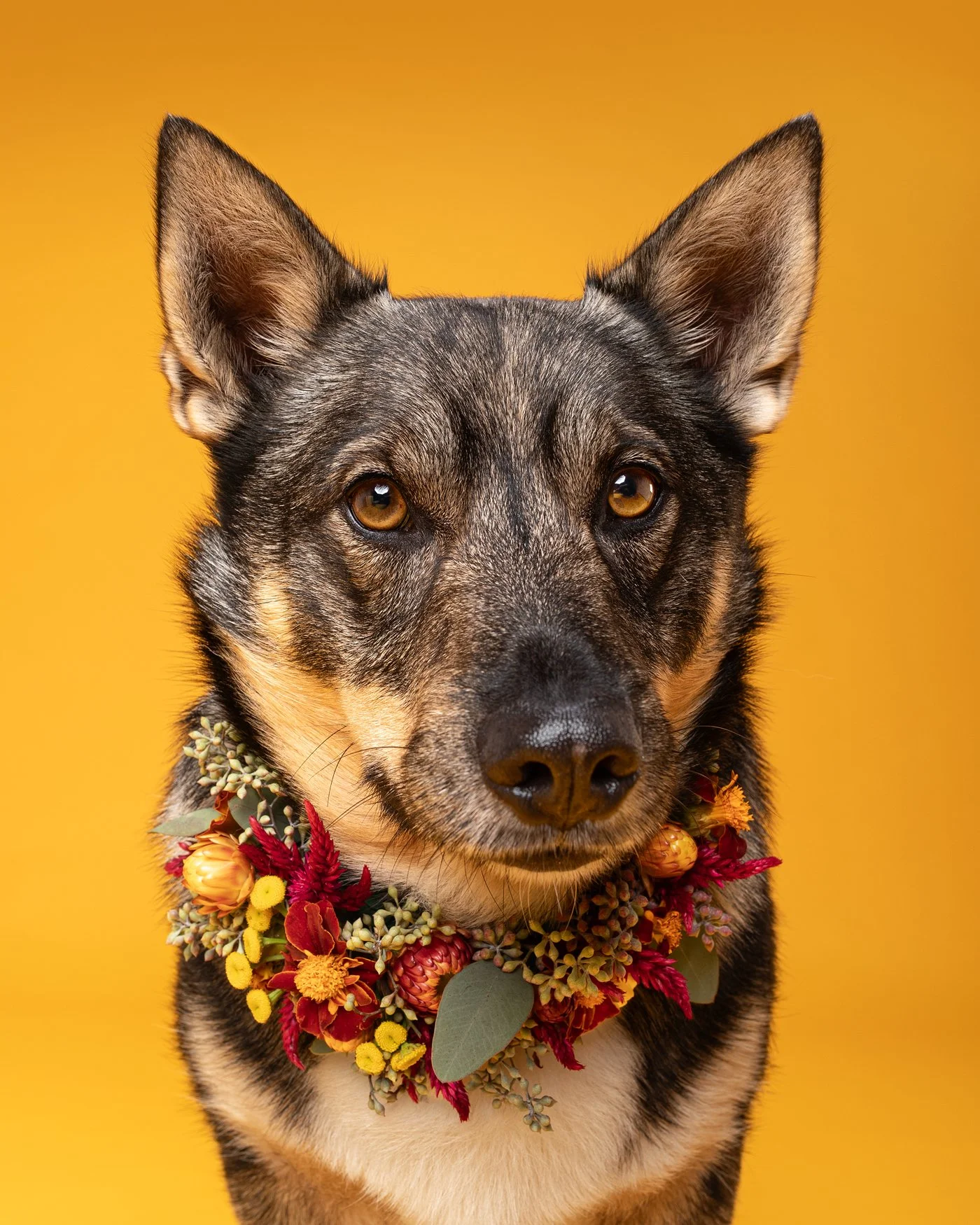 Theo dog photography Swedish Vallhund