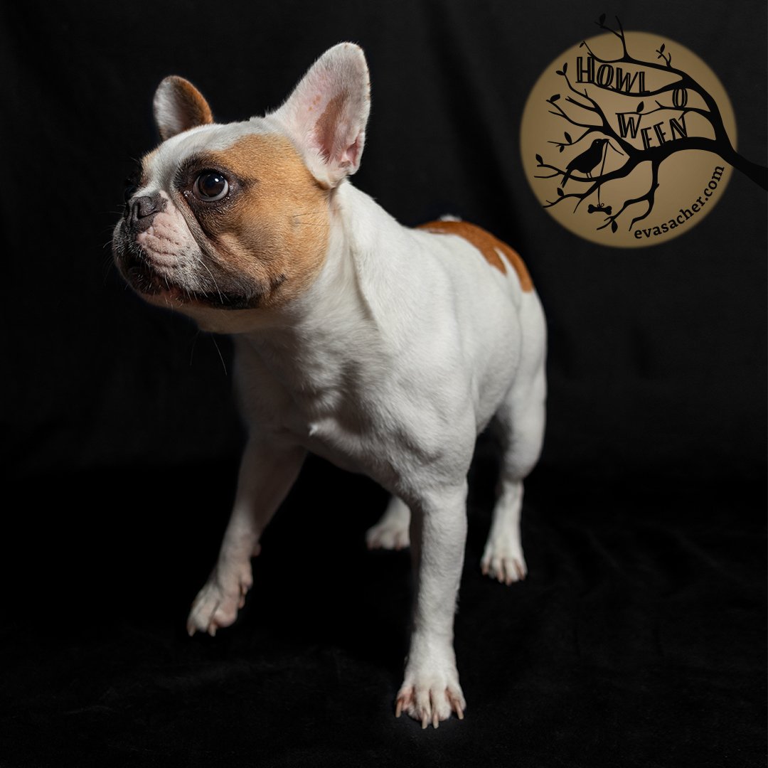 howloween_2019_ES_Petunia.jpg