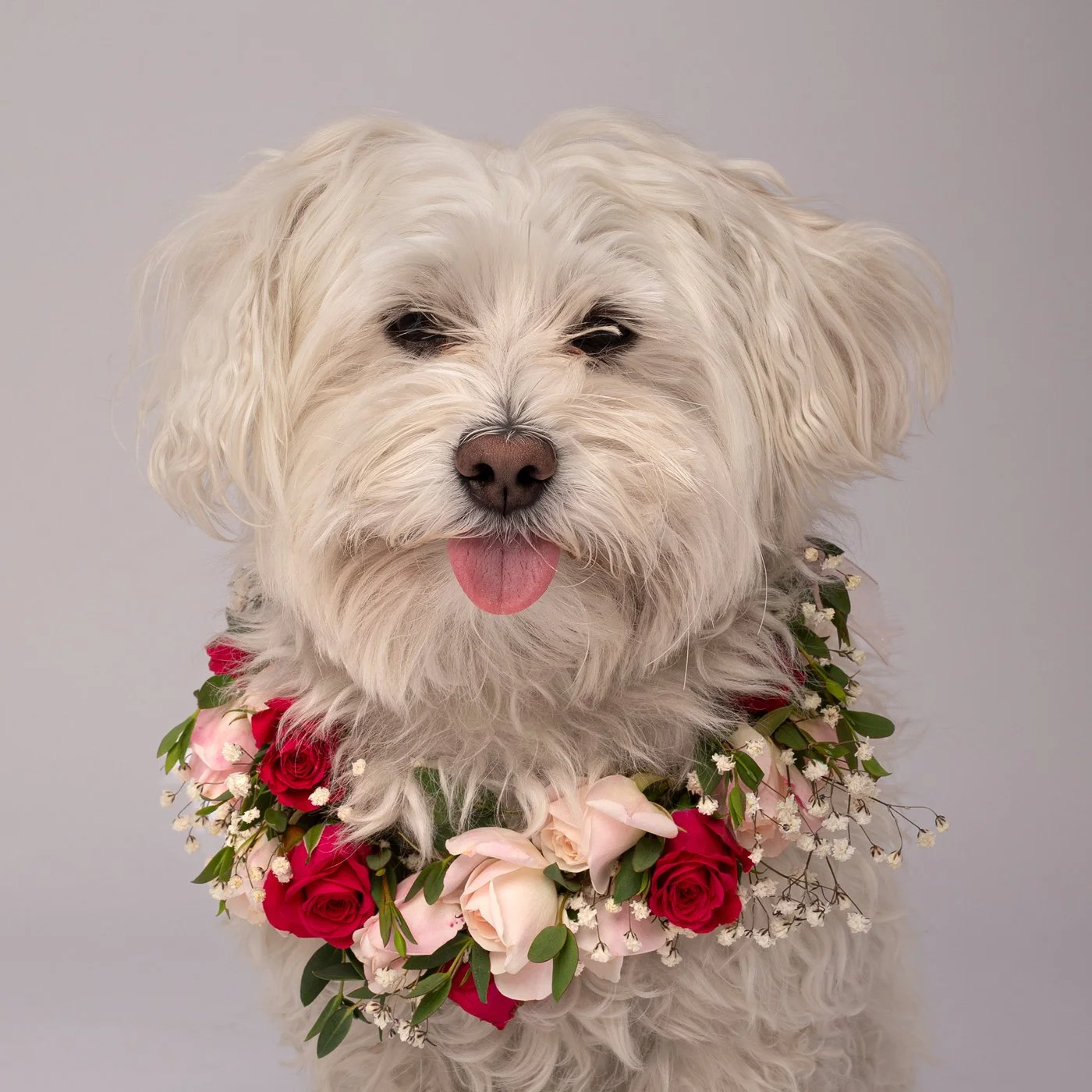 Chad dog photography roses flower wreath Maltipoo