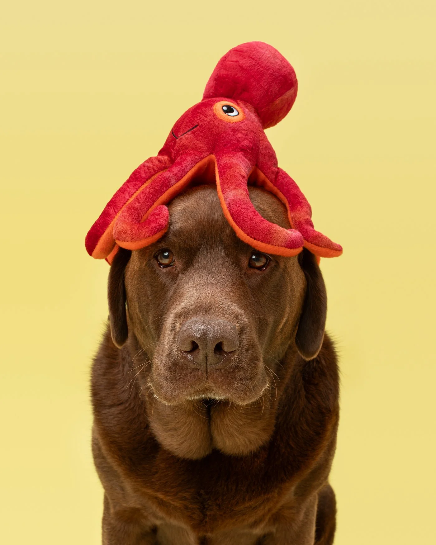 Molly dog photography octopus Santa Cruz