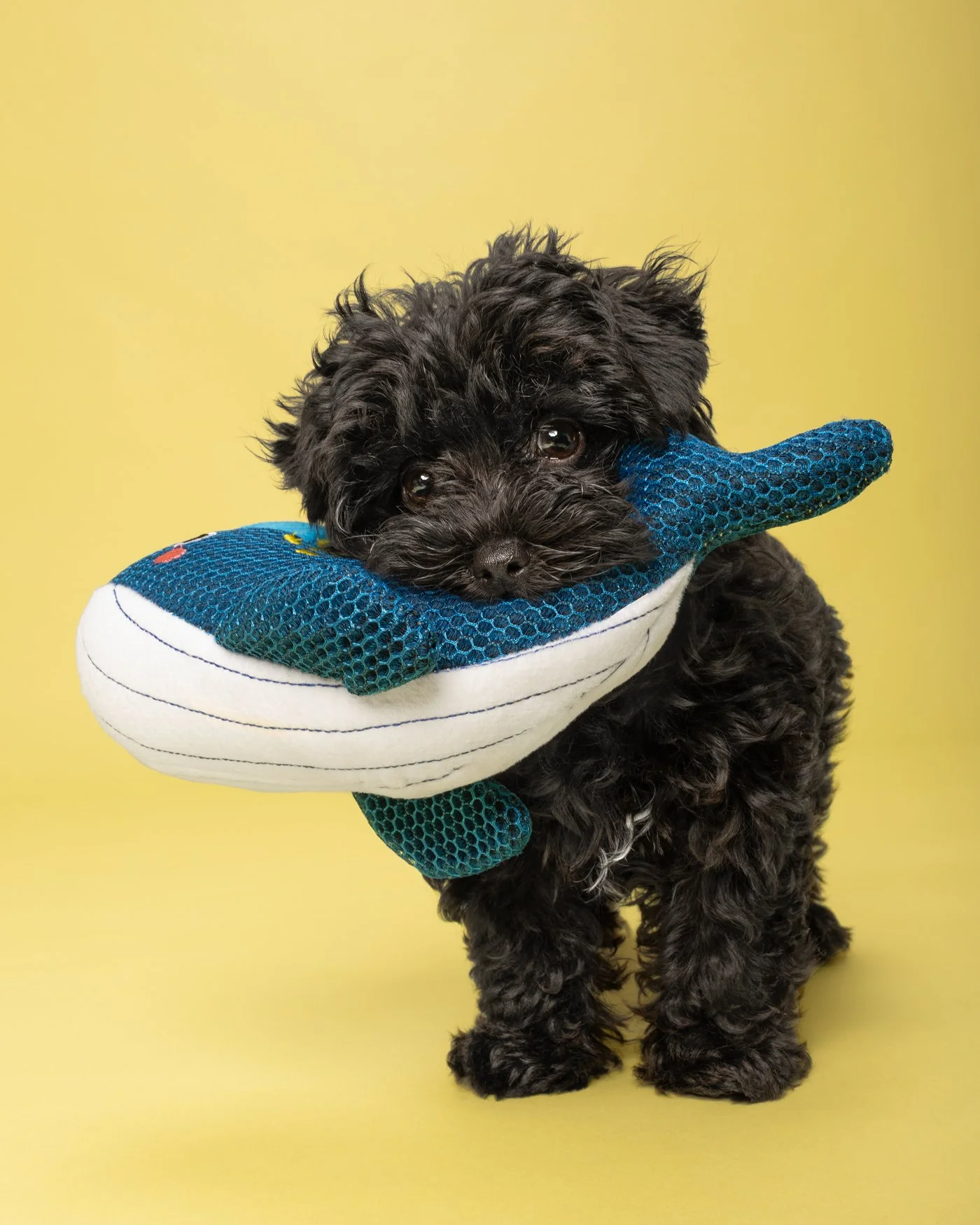Shadow dog photography Yorki mini poodle puppy Santa Cruz