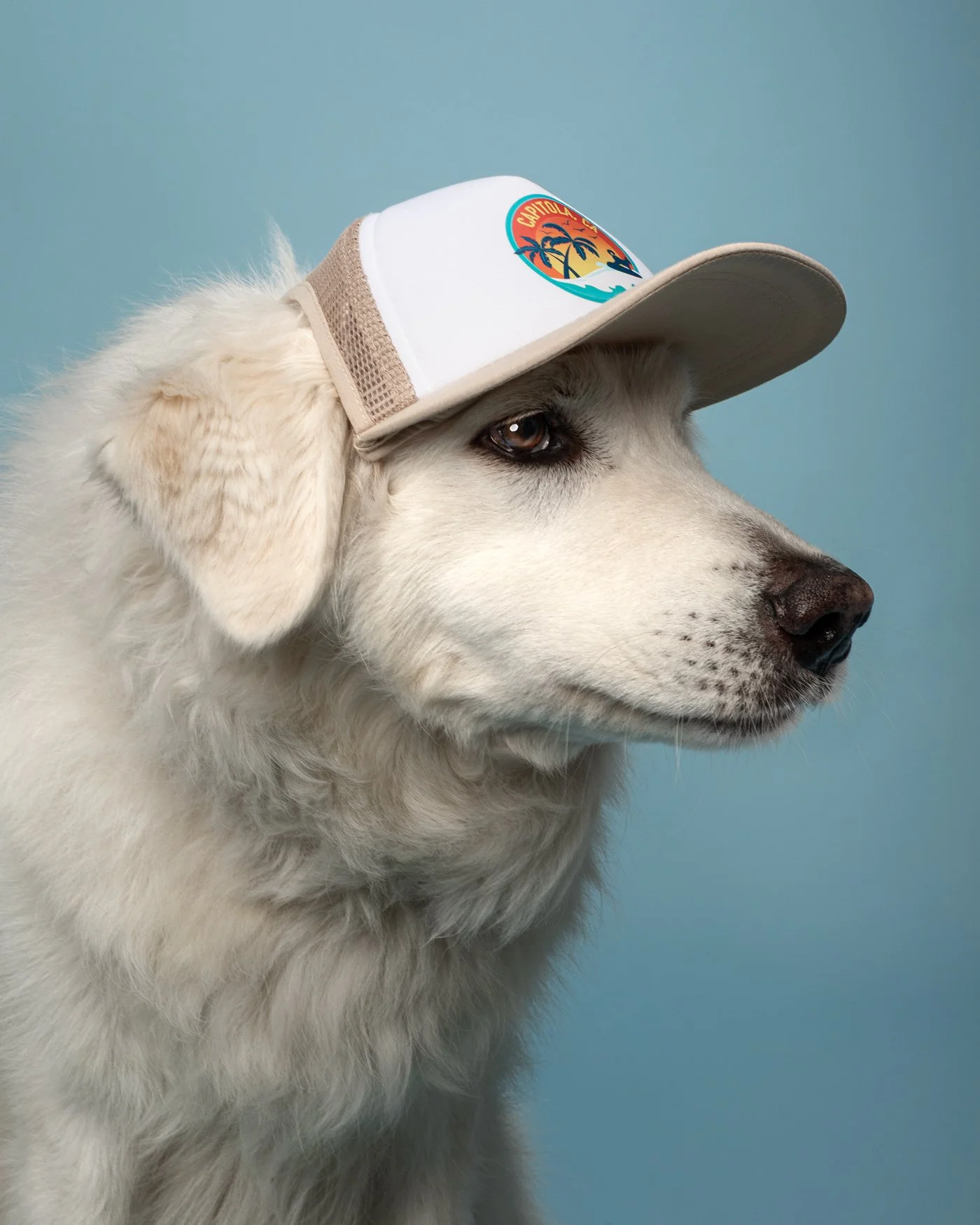 Clodaugh dog photography hat Santa Cruz