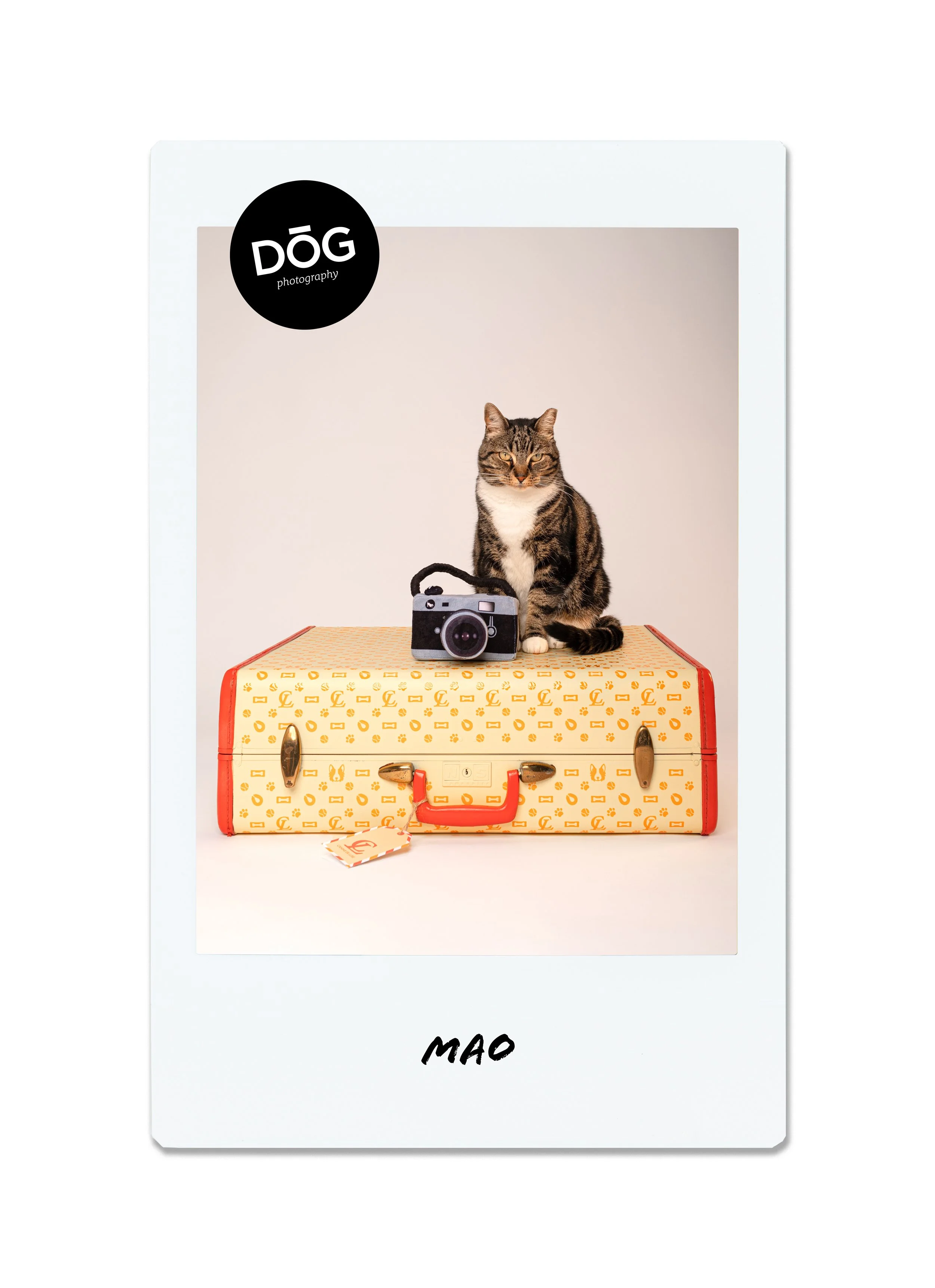 A gray and white tabby cat sitting on a vintage yellow and red suitcase, with a camera in front of it. The photo has a white border with "MAO" handwritten at the bottom and a black circle at the top left corner with "DOG photography."