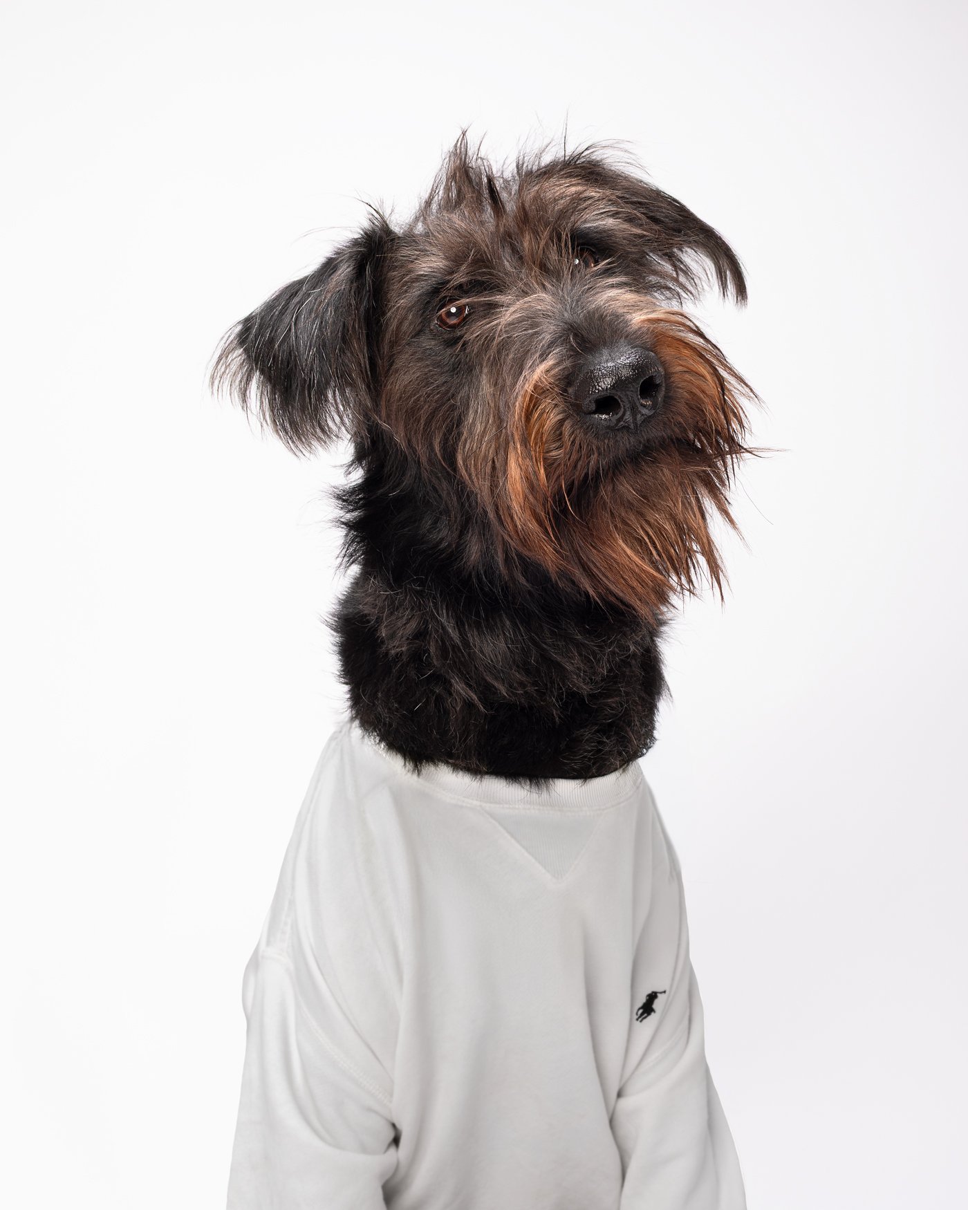 Dewey dog photography Santa Cruz California