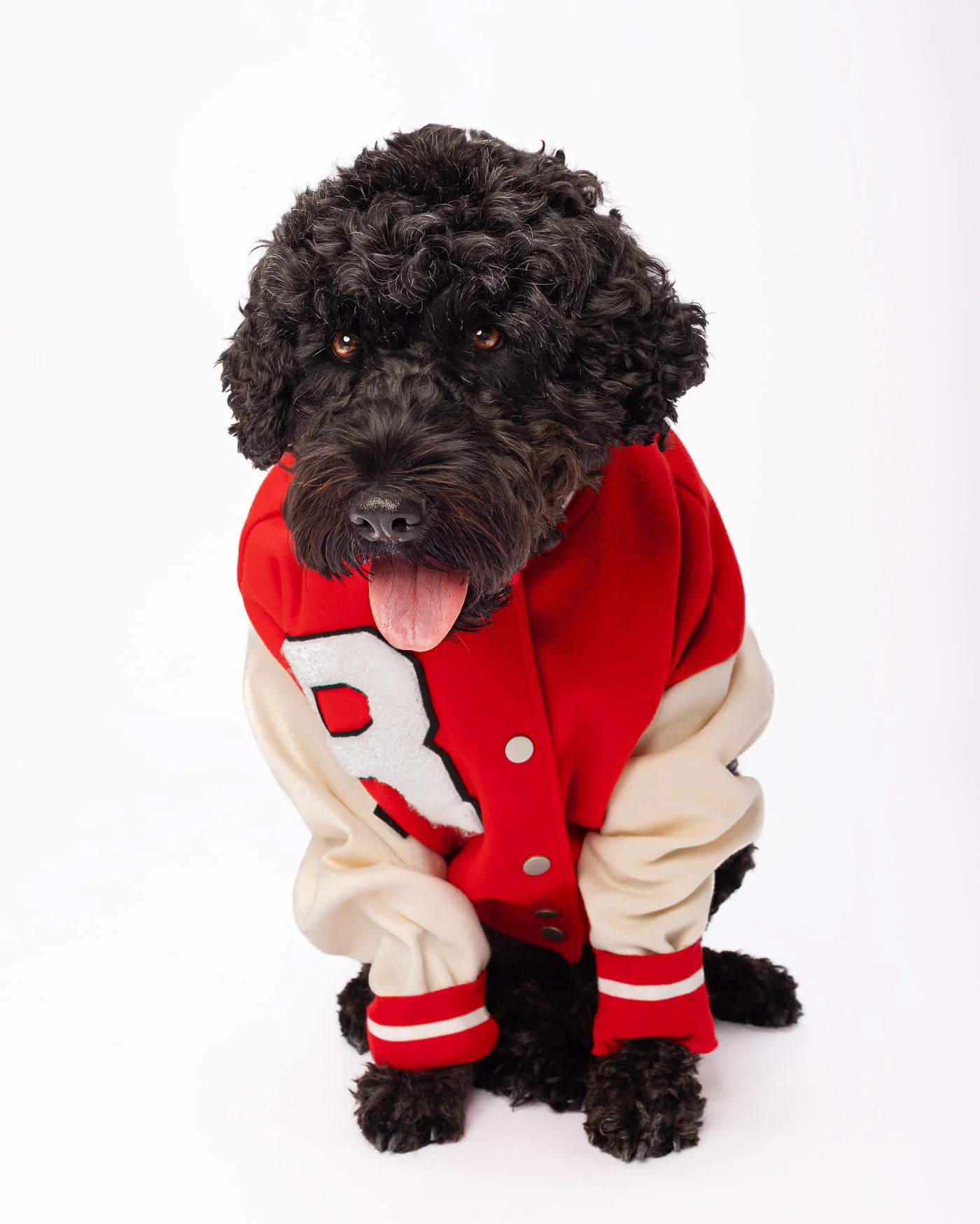 Lulu dog photography collage girl Portuguese water dog
