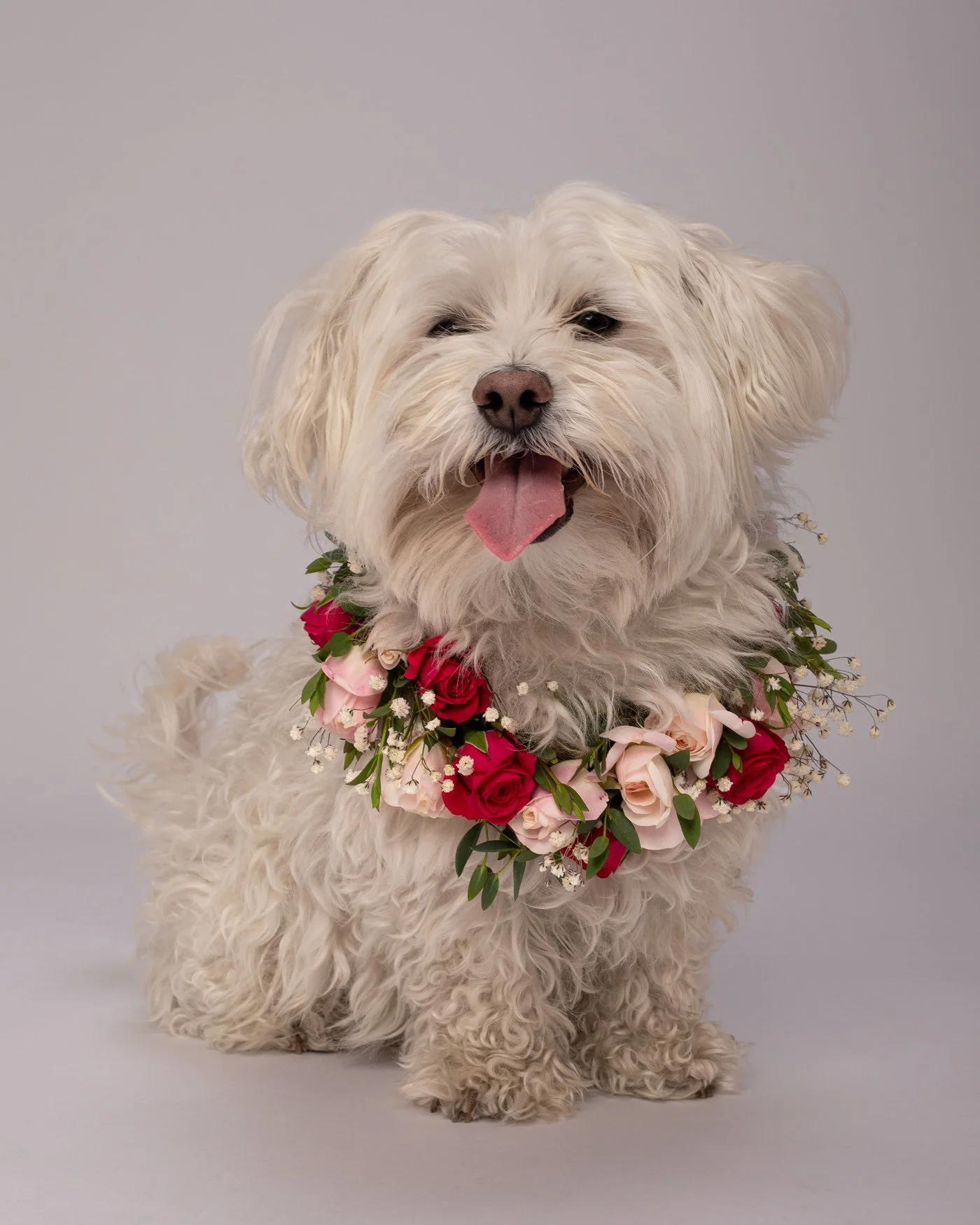 Chad dog photography roses flower wreath Maltipoo