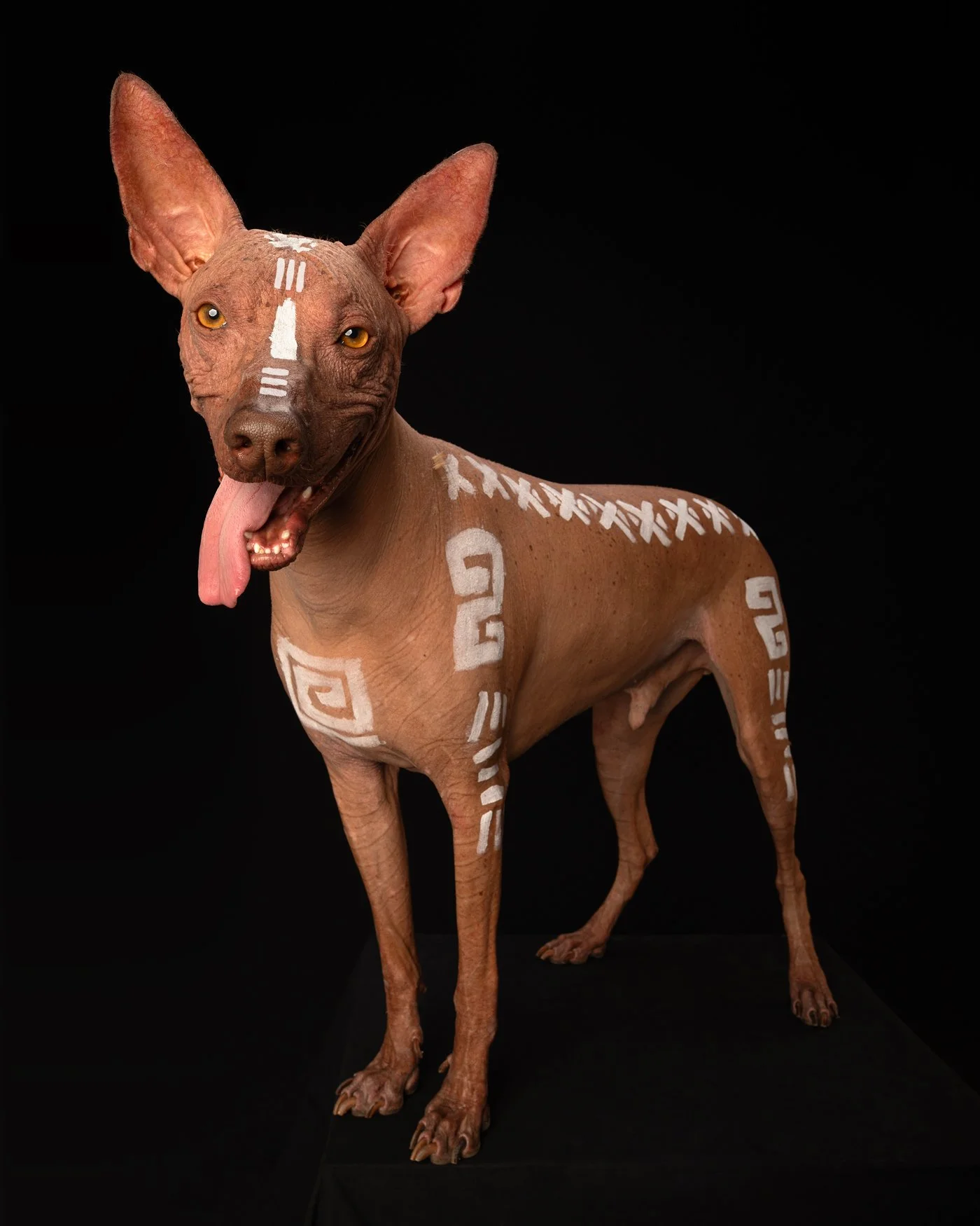 Kero dog photography Santa Cruz Peru hairless paint pattern