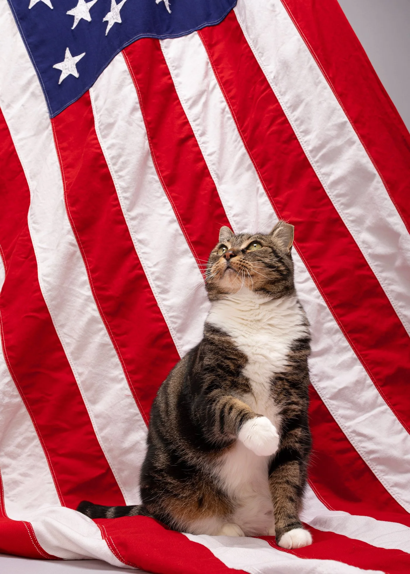 Mao dog photography flag