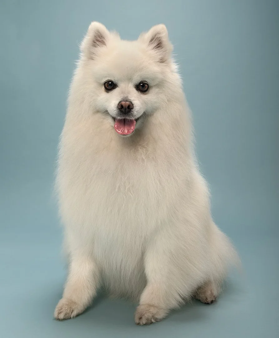 A brown curly-haired dog wearing an orange bow tie sitting on a beige background.