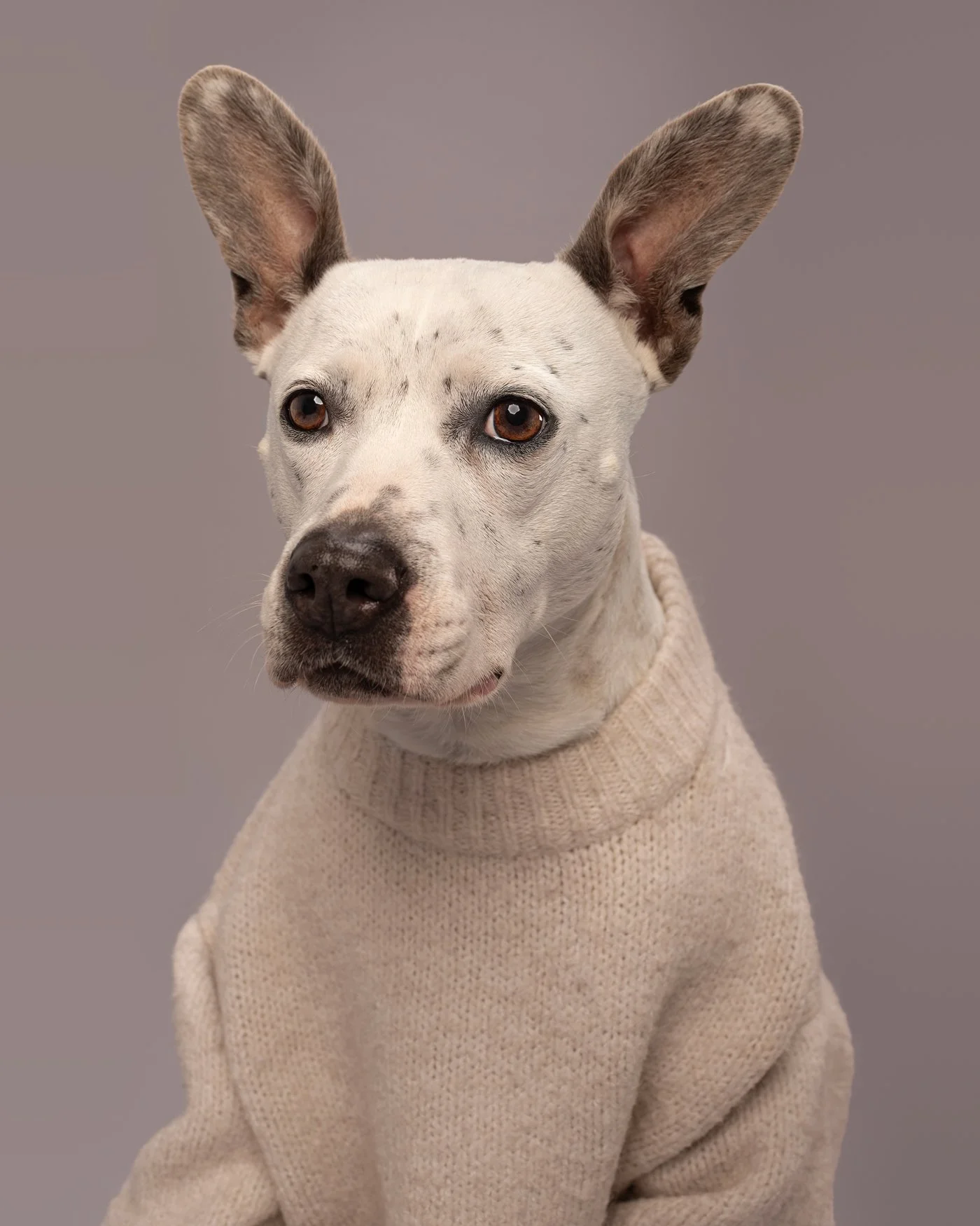 Junie dog photography ears Santa Cruz California