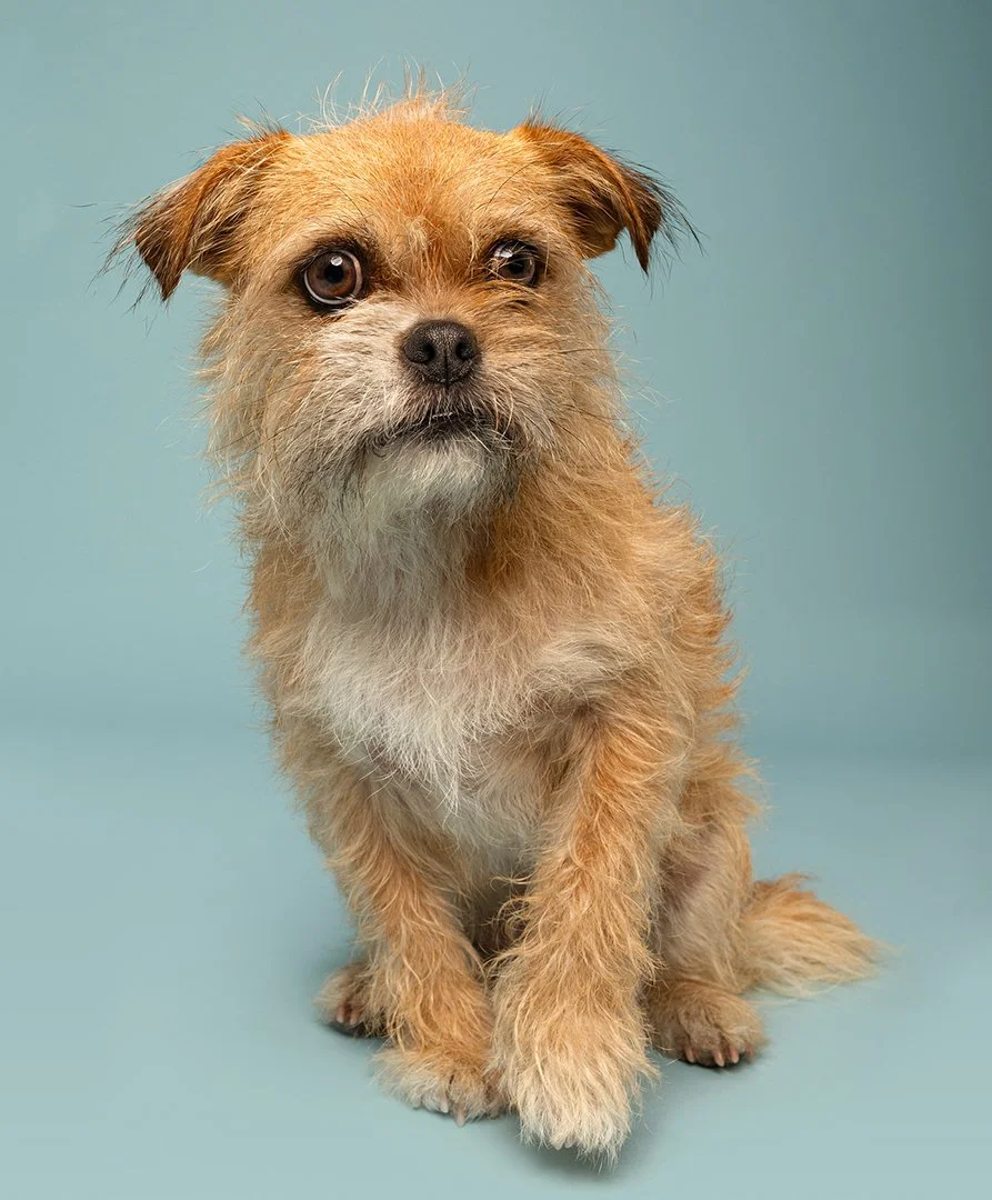 A happy tan and black pug with its tongue out standing against a teal background.