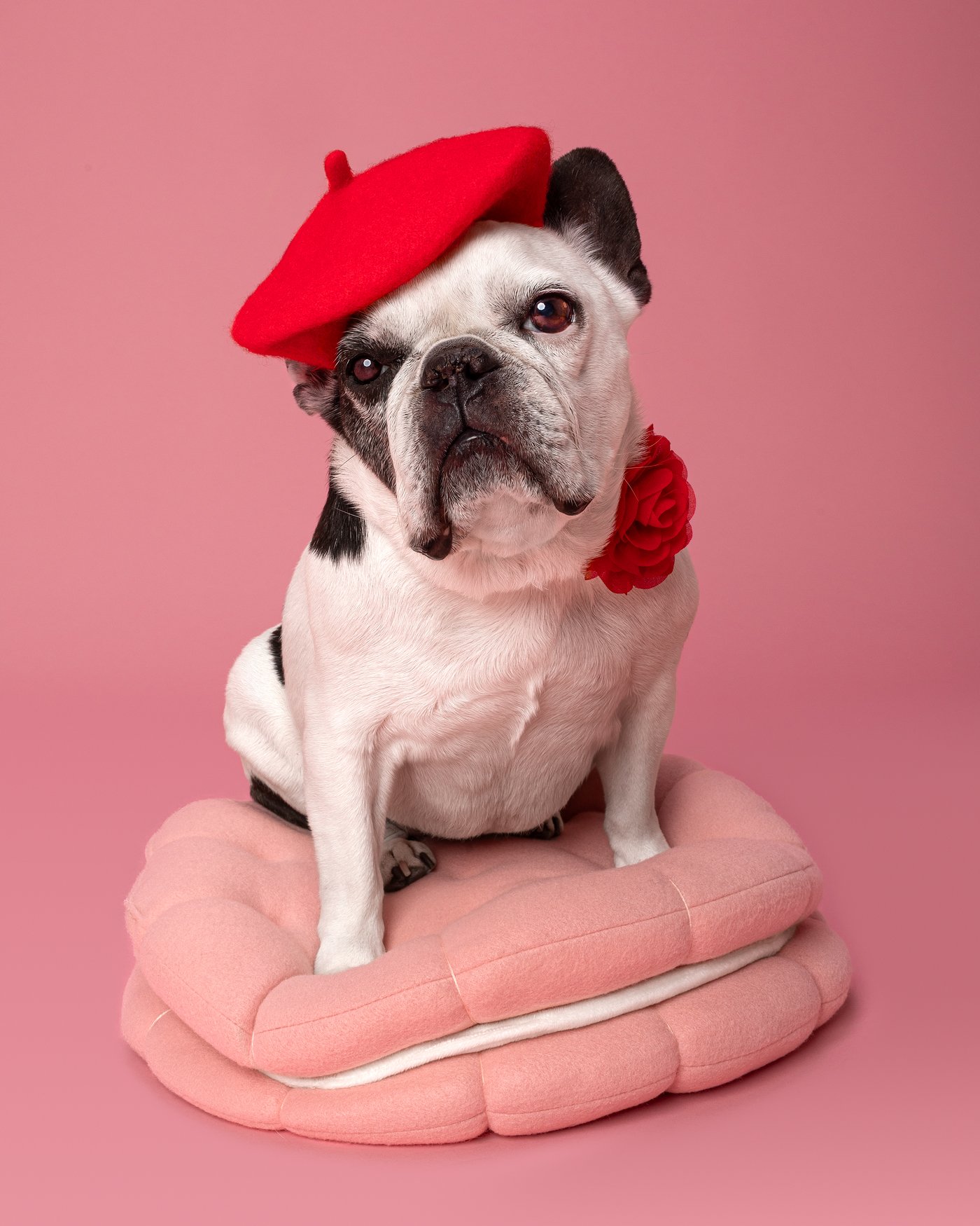 Riley dog photography French bulldog