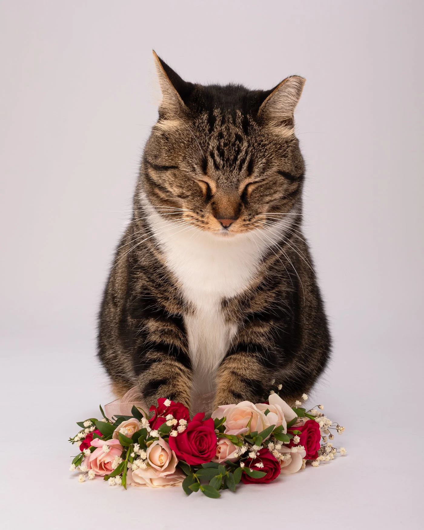 Mao dog photography roses flower wreath tabby