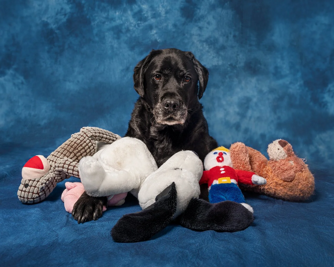 The Captain stuff toys retriever dog photography reference