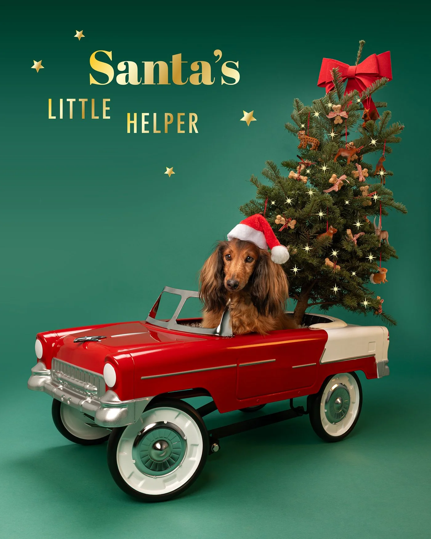 Abel dog photography Dachshund santa hat christmas