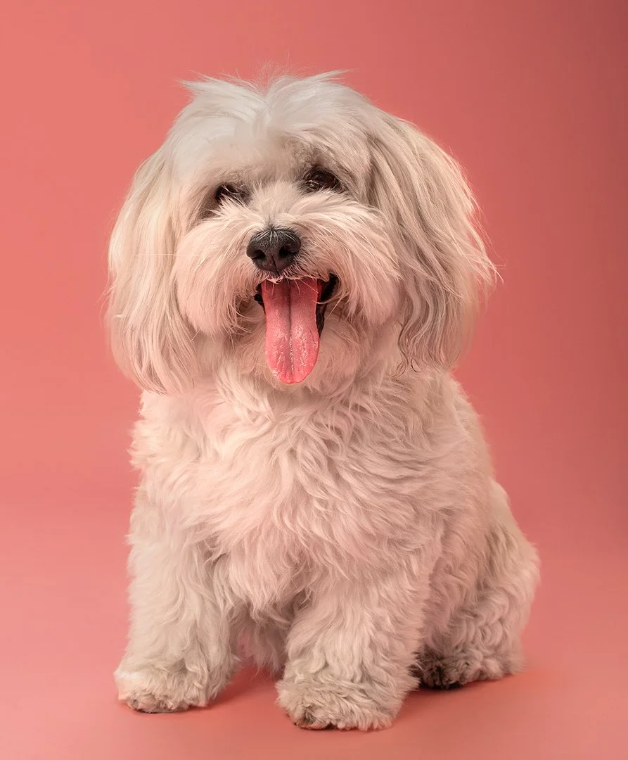 A black curly-haired dog with its tongue out, showing its teeth, against a light blue background.