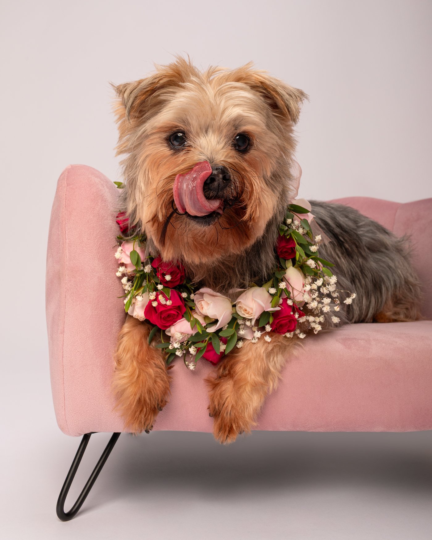 Kalli dog photography flower  wreath Santa Cruz California Yorki sofa