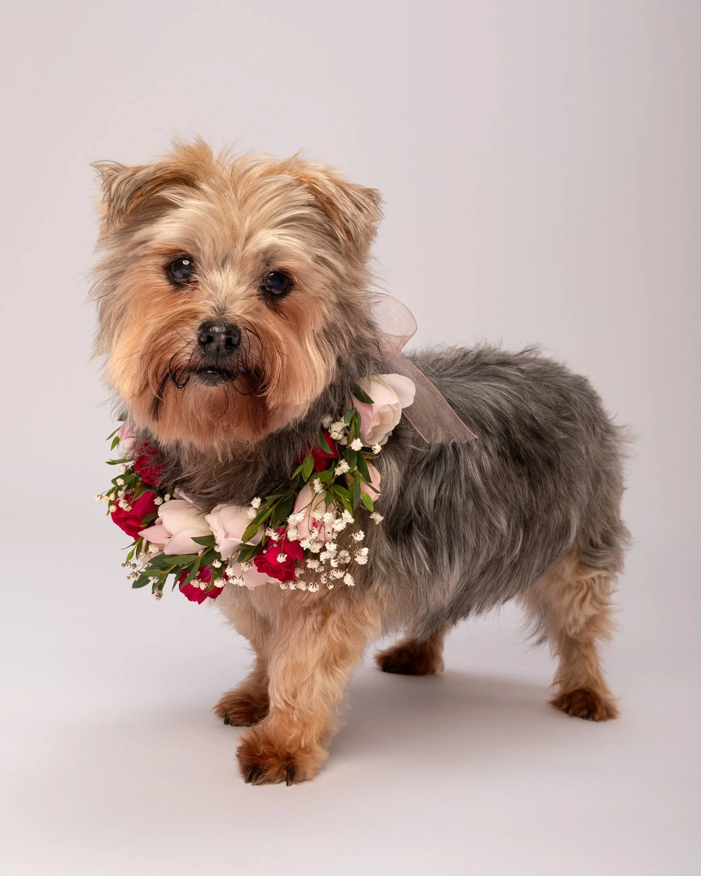 Kalli dog photography flower  wreath Santa Cruz California Yorki
