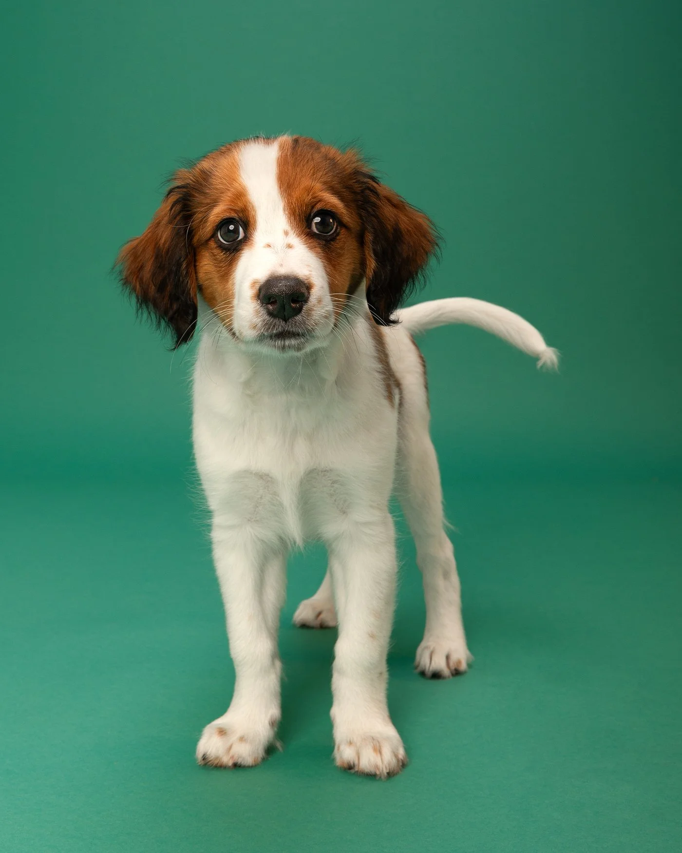 Archie dog photography Kooikerhondje puppy
