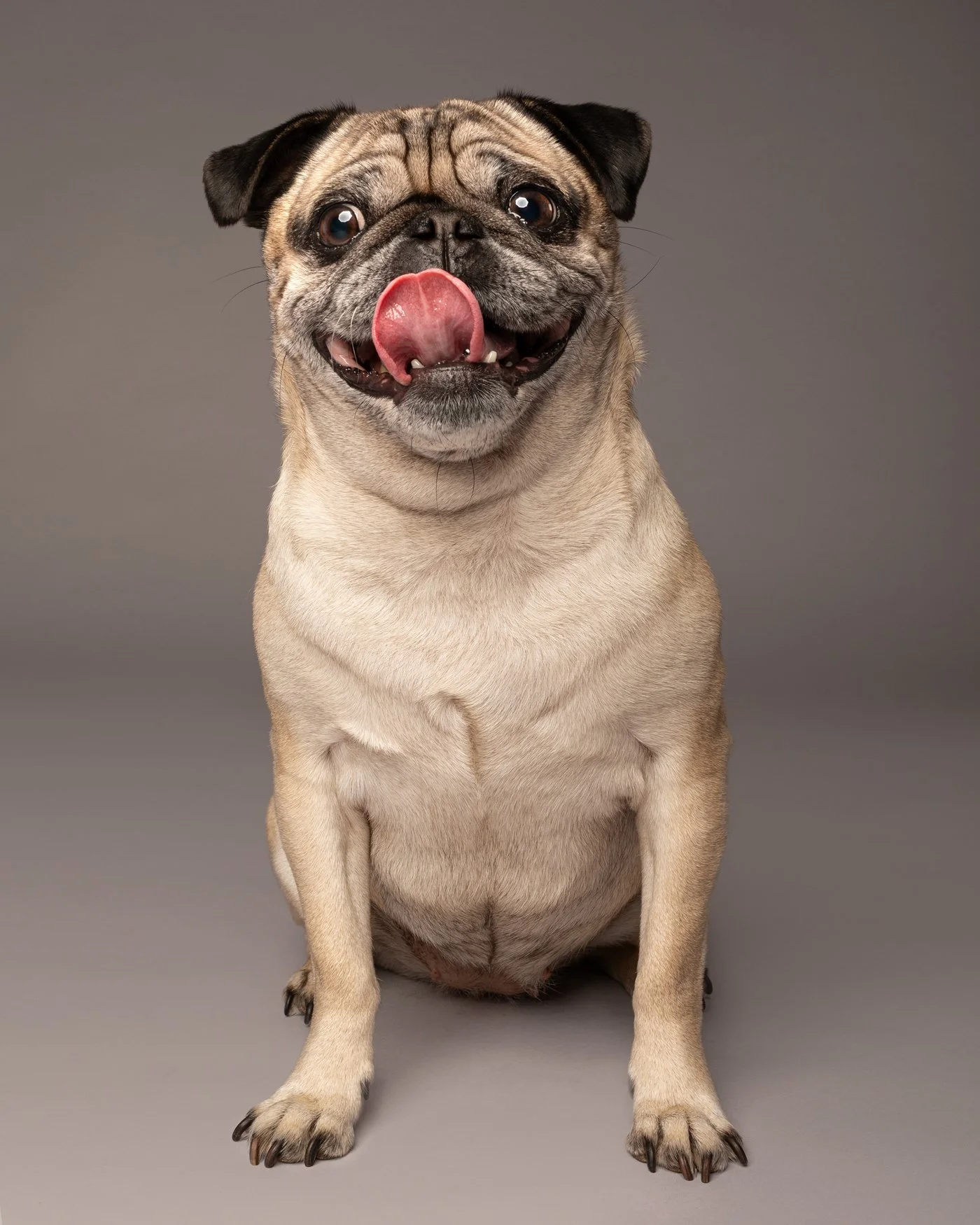 Poppy dog photography pug Santa Cruz 
