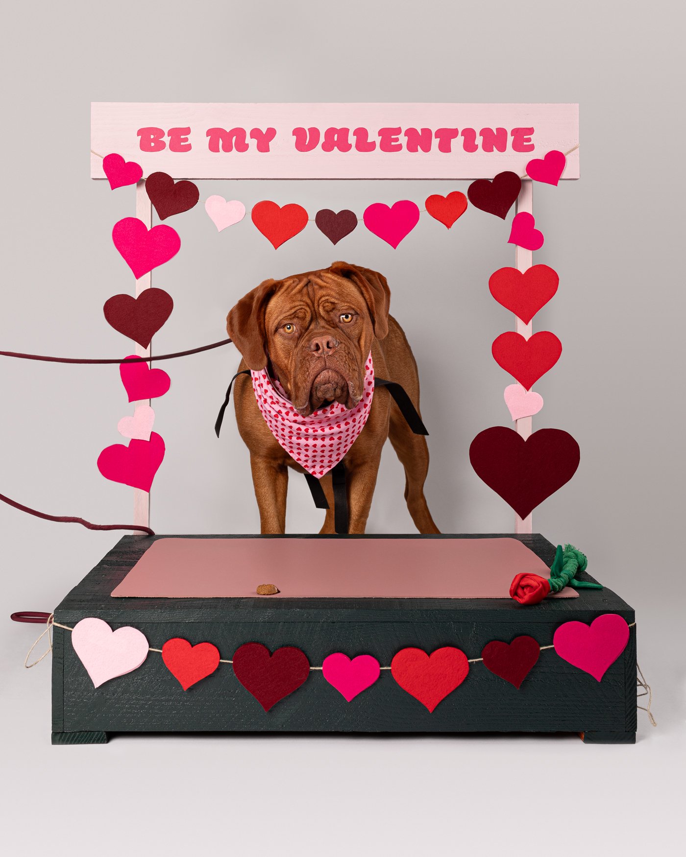 Sidney Victory Toyota Valentines Birchbark dog photography boxer