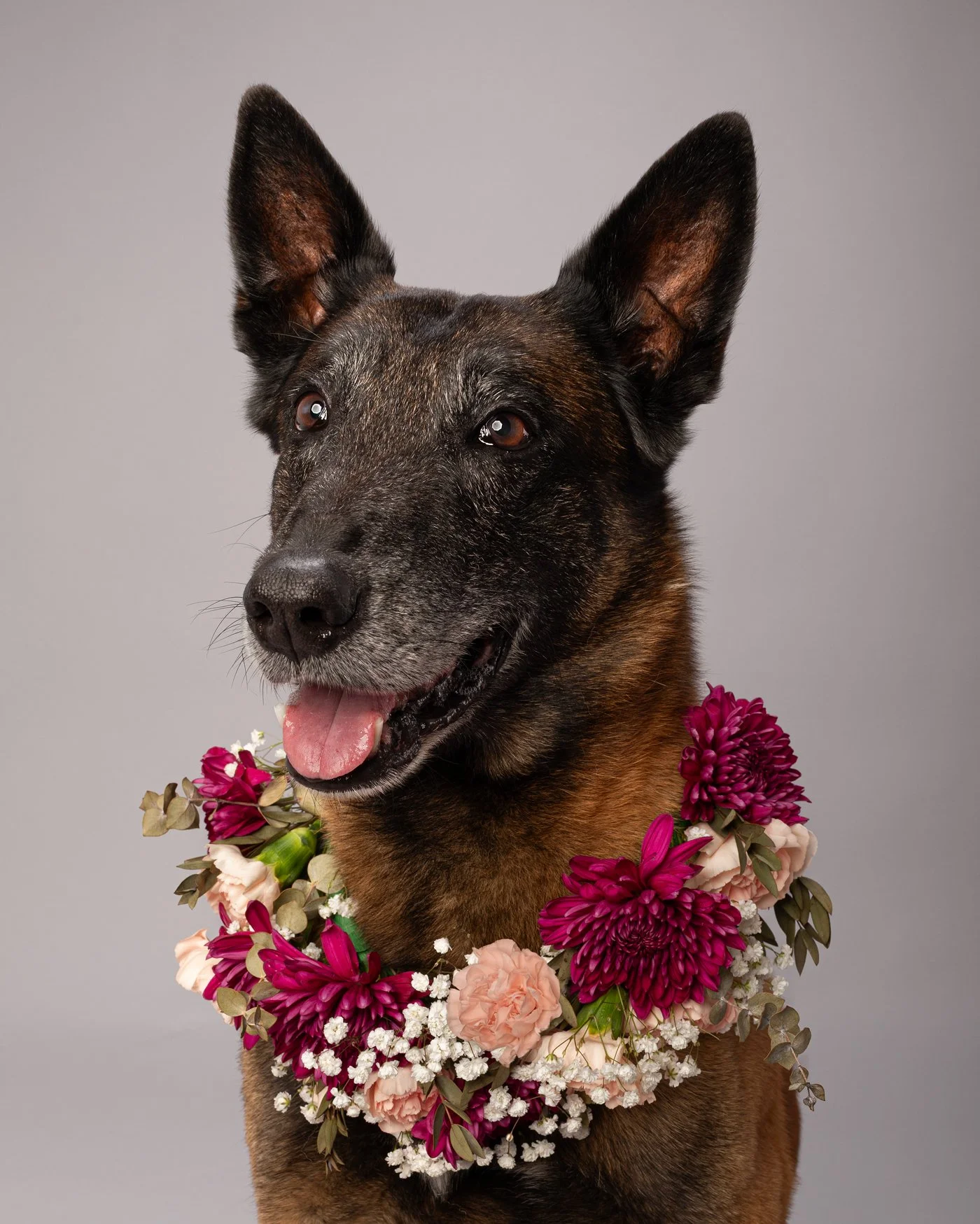 Kraken dog photography K9 retired flower wreath shepherd