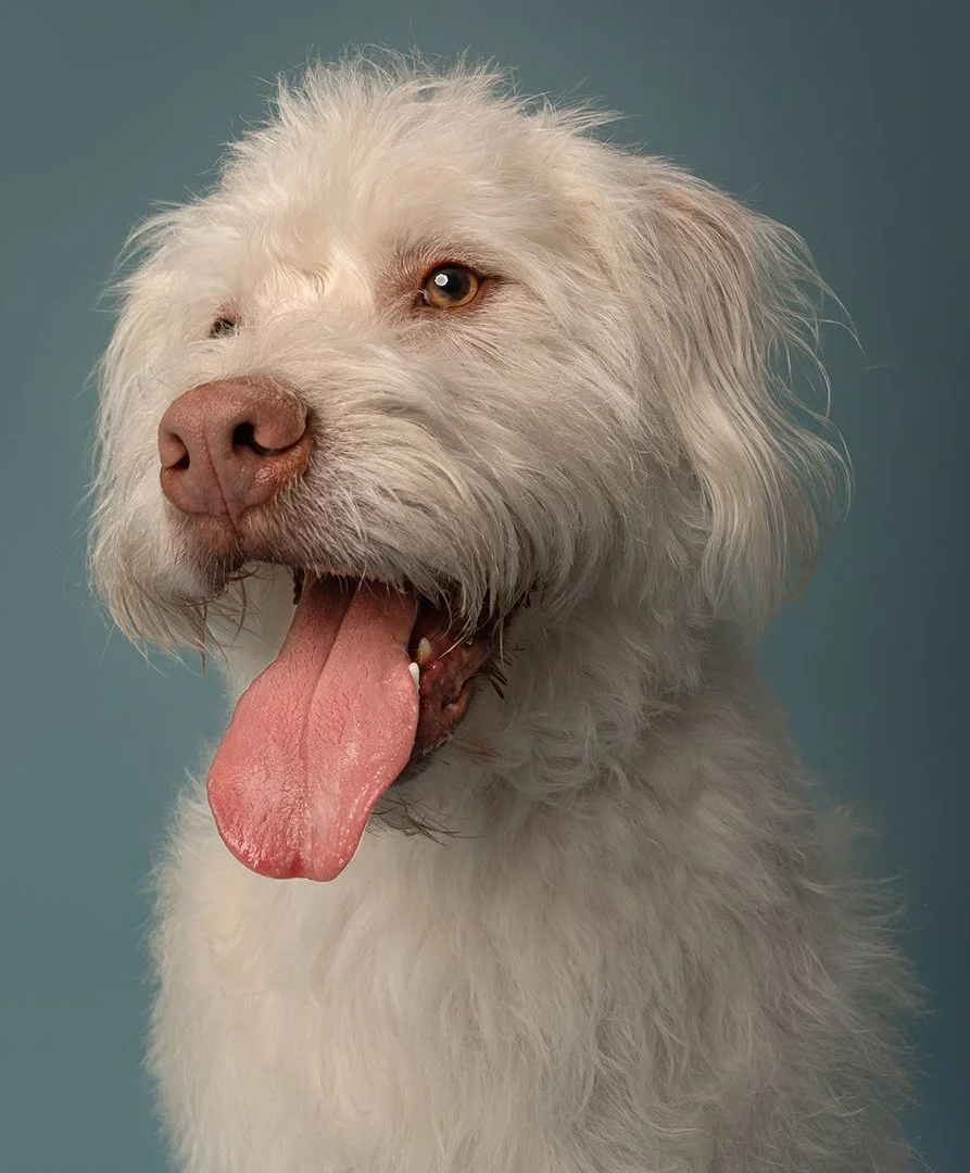 Close-up of a brown Labrador Retriever dog against a blue background.