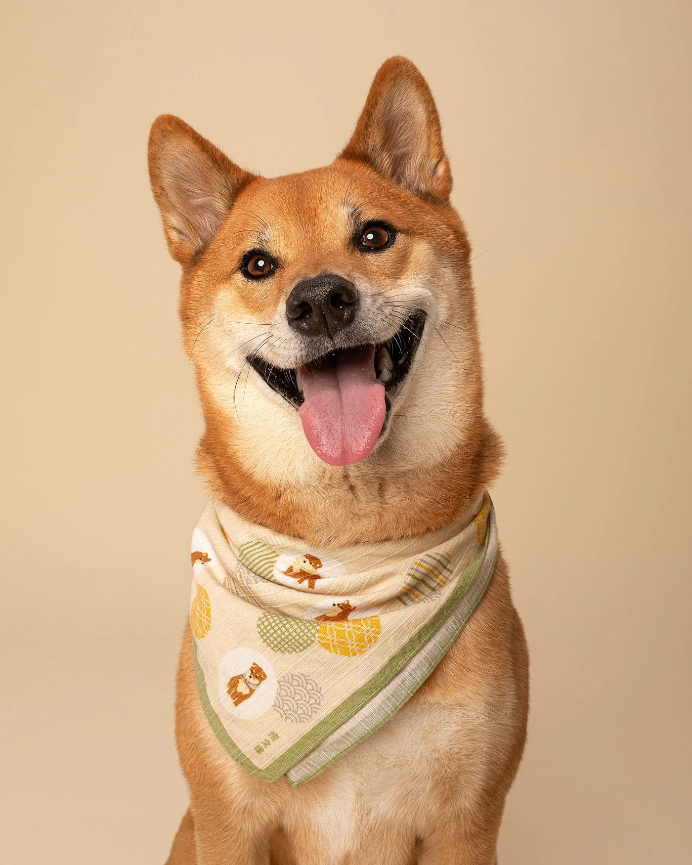 Lager dog photography shiba inu