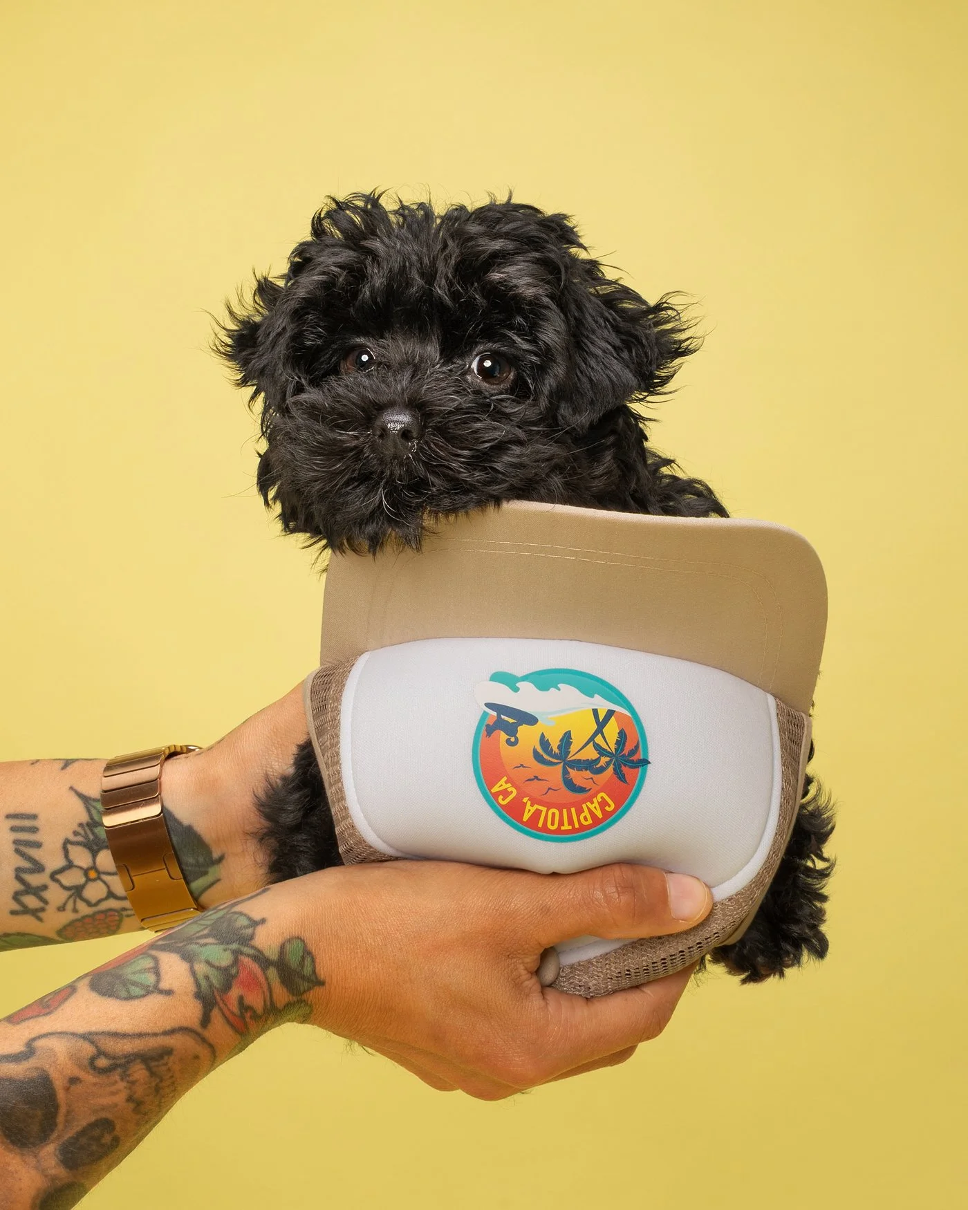 Shadow dog photography Yorki mini poodle puppy Santa Cruz