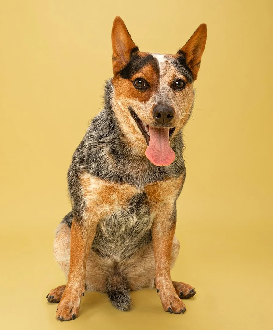 Cute small dog with large ears, sitting against a light teal background, sticking out its tongue.