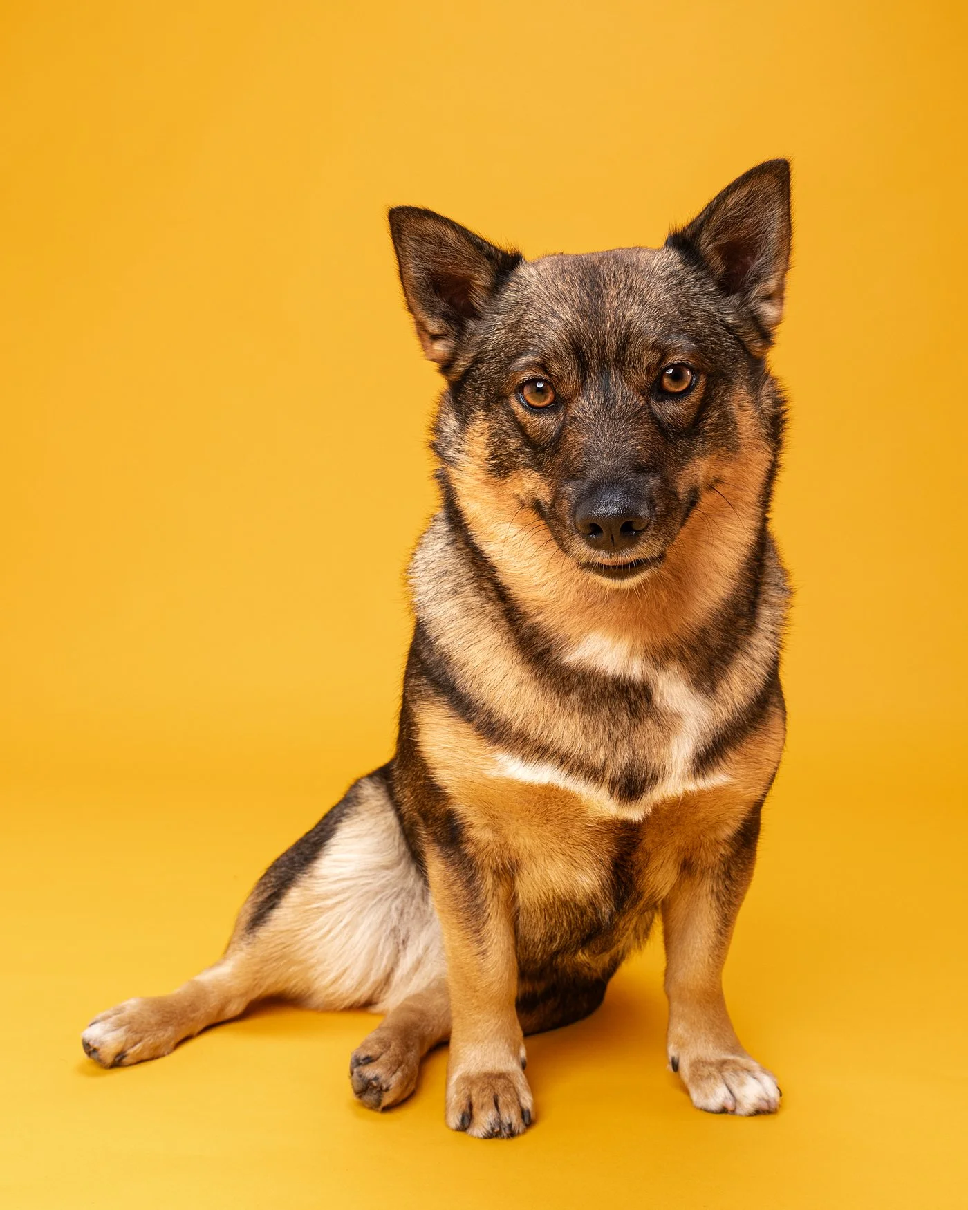 Fara dog photography Swedish Vallhund