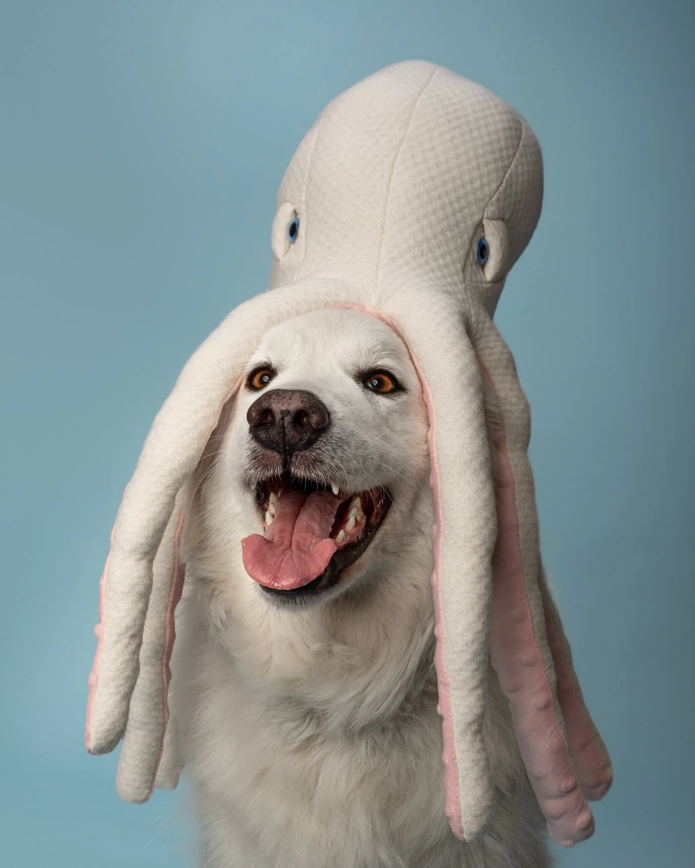 Clodaugh dog photography octopus Santa Cruz