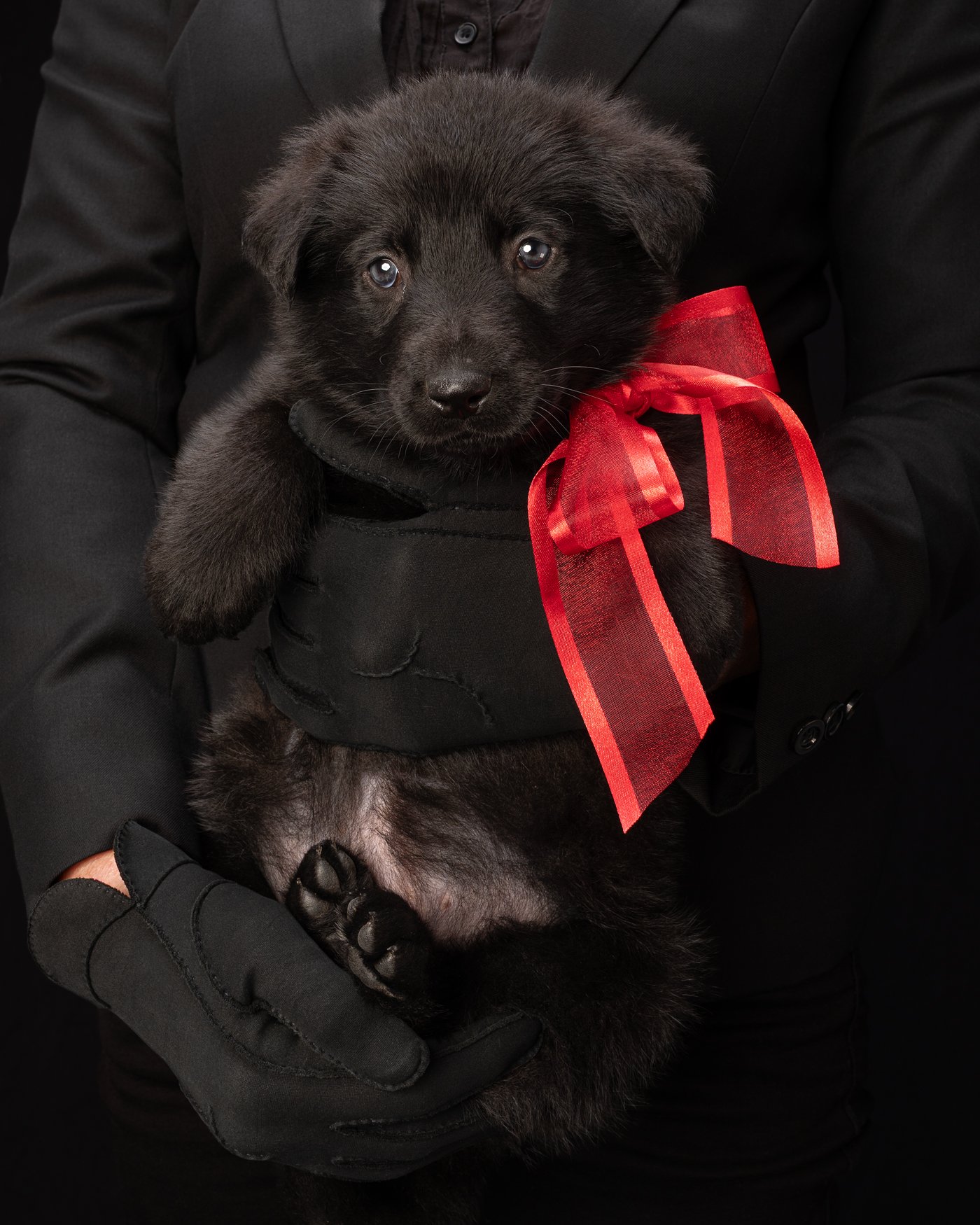 puppy dog photography Santa Cruz California