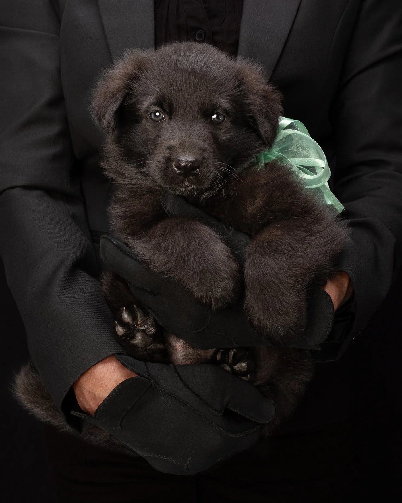 puppy dog photography Santa Cruz California