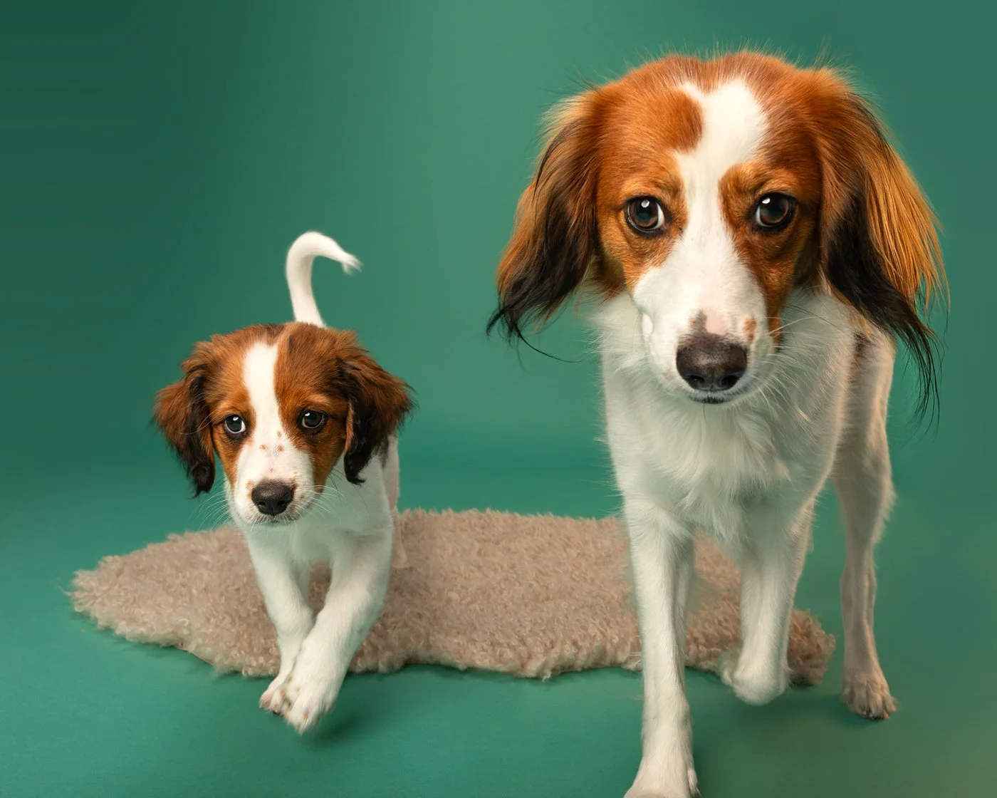 Archie Abigail dog photography duck Kooikerhondje puppy