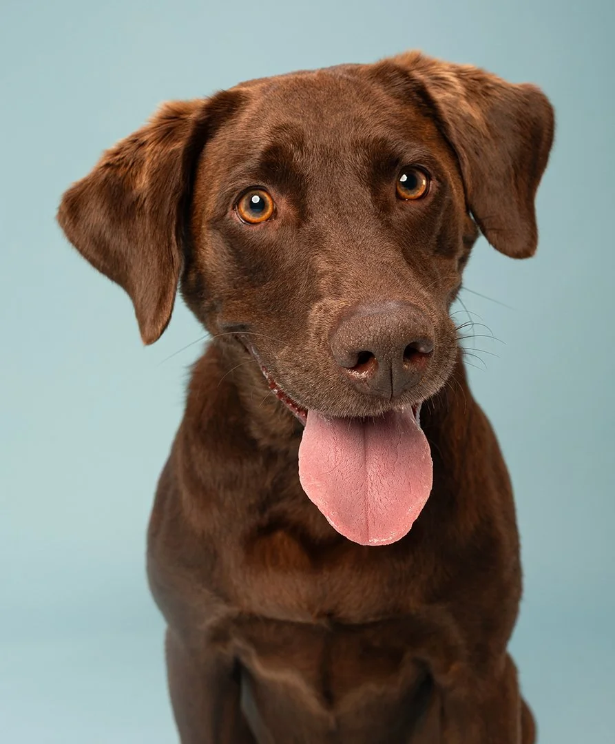A Dalmatian dog sitting against a solid green background.