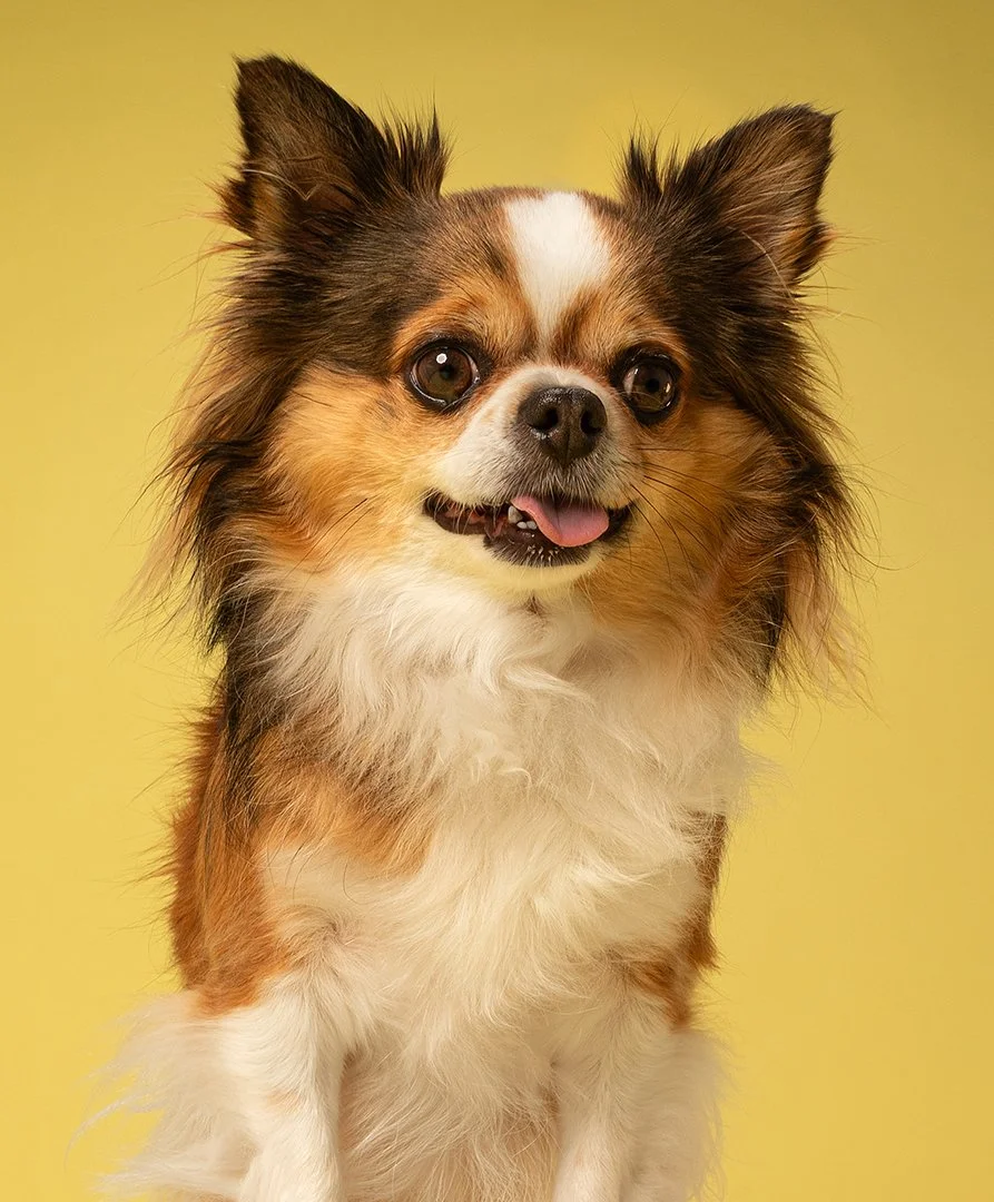Close-up of a happy, white dog with golden eyes and tongue hanging out against a brown background.
