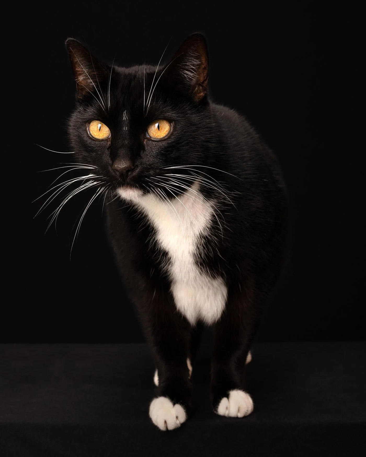 Shadow dog photography Santa Cruz cat