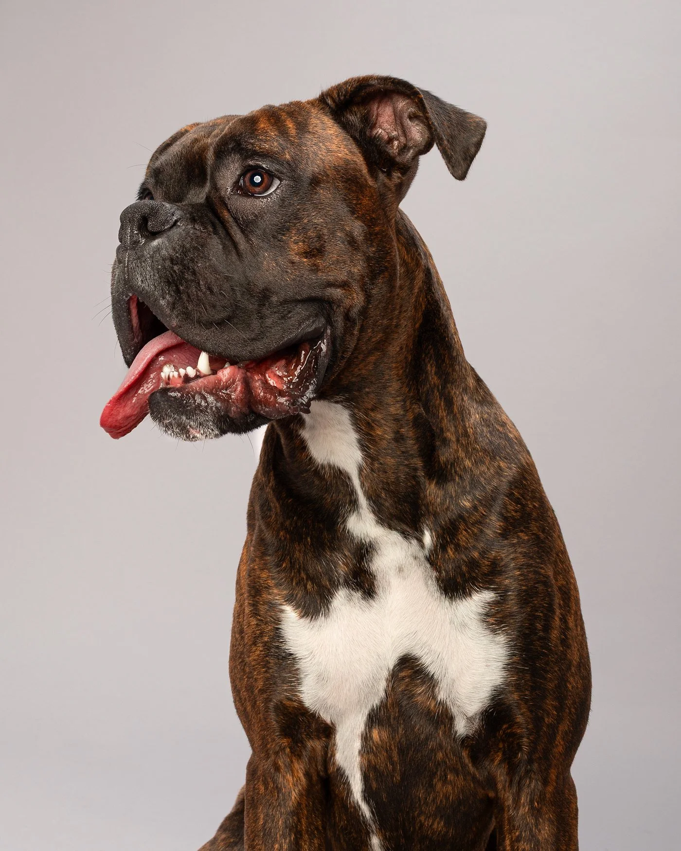 Koba Boxer dog photography 
