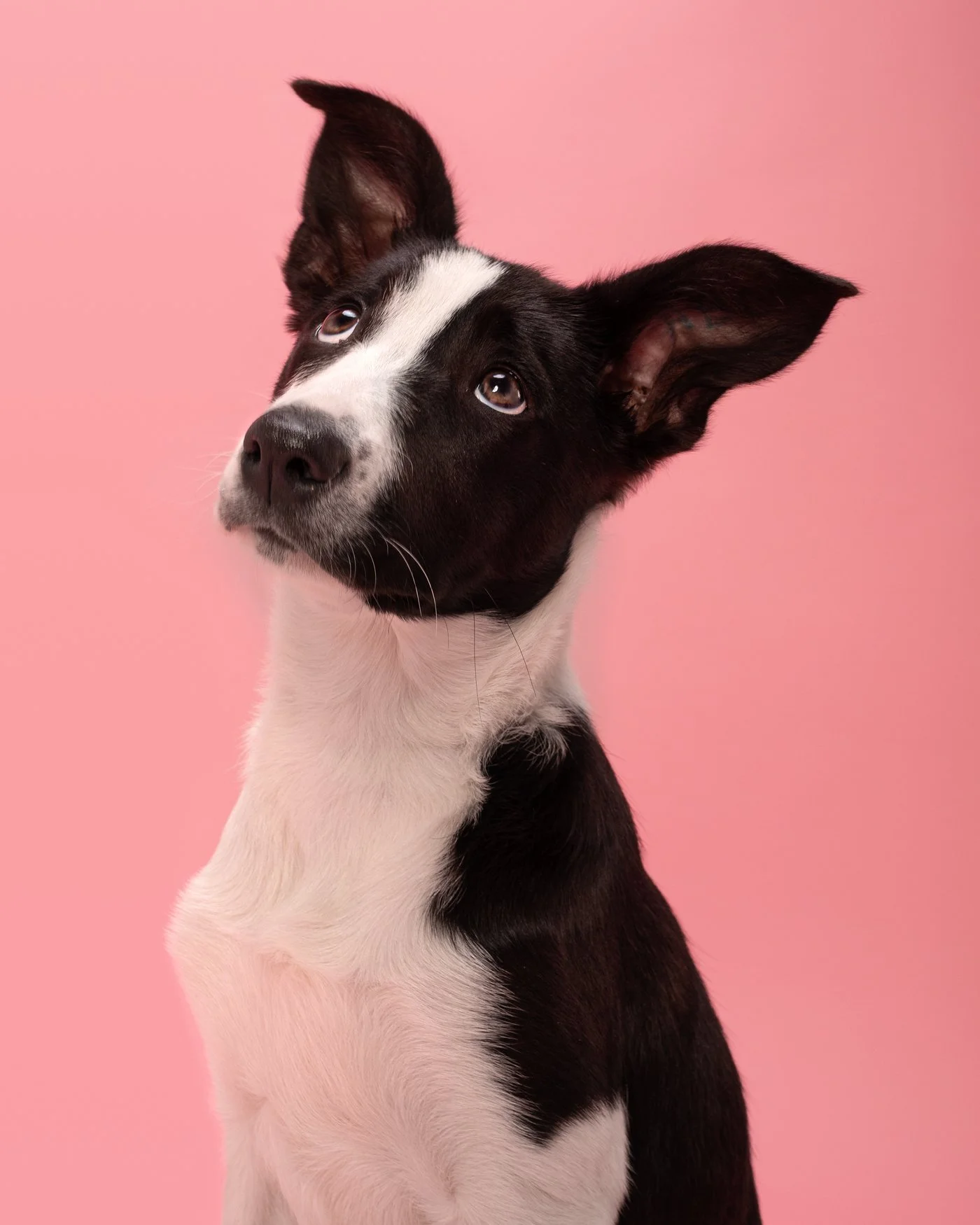 Lobukhali dog photography Santa Cruz puppy