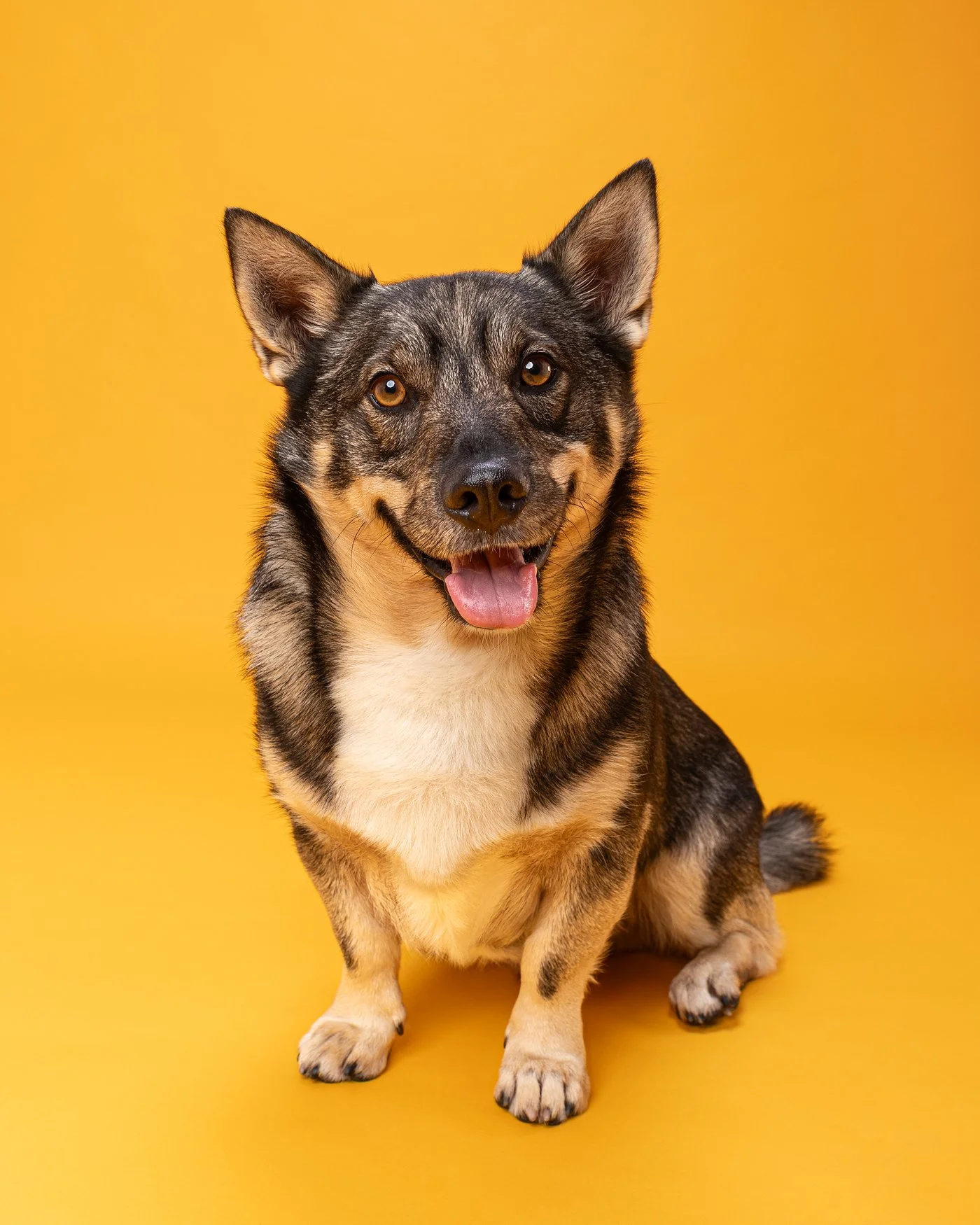 Theo dog photography Swedish Vallhund