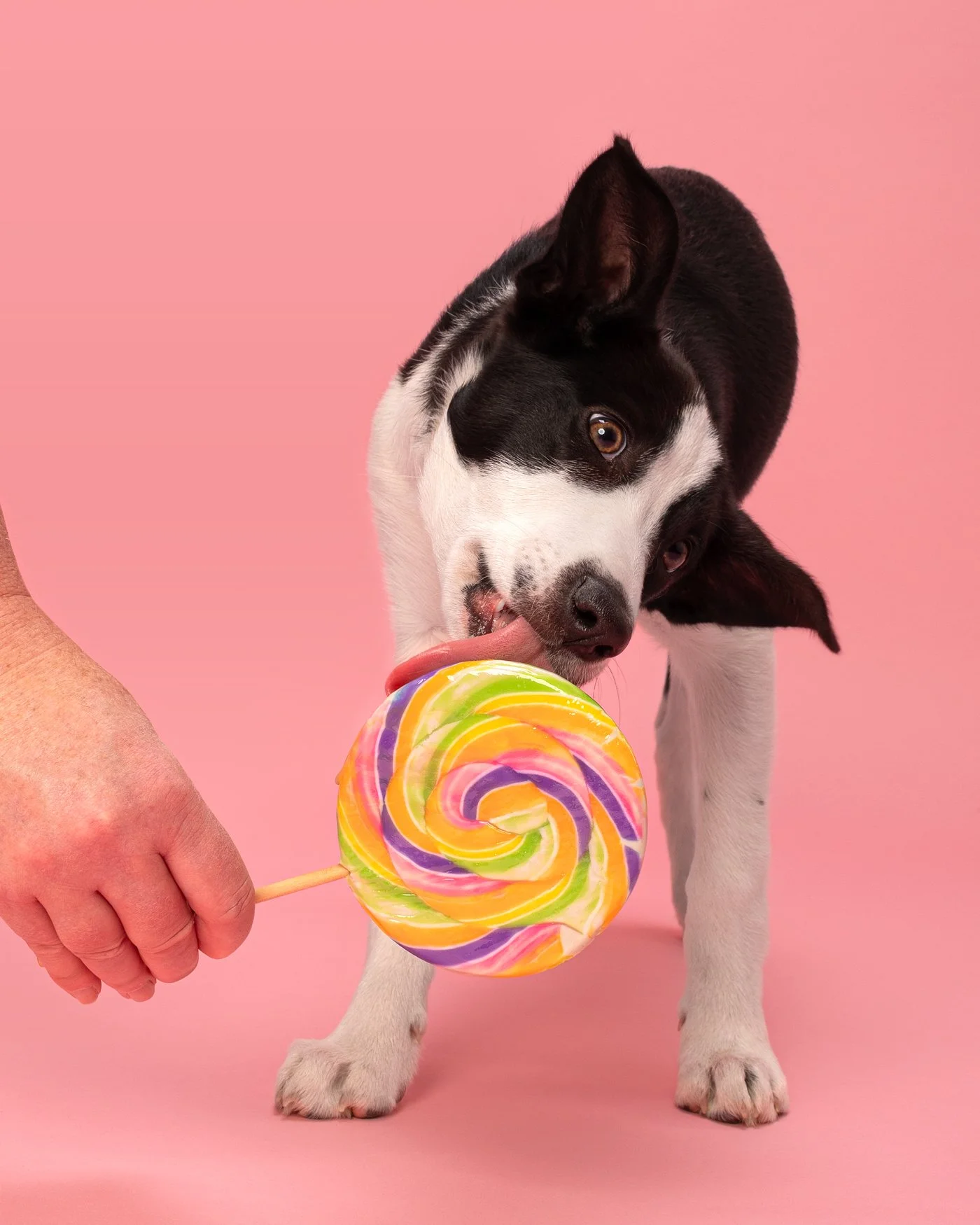 Lobukhali dog photography Santa Cruz puppy lollipop