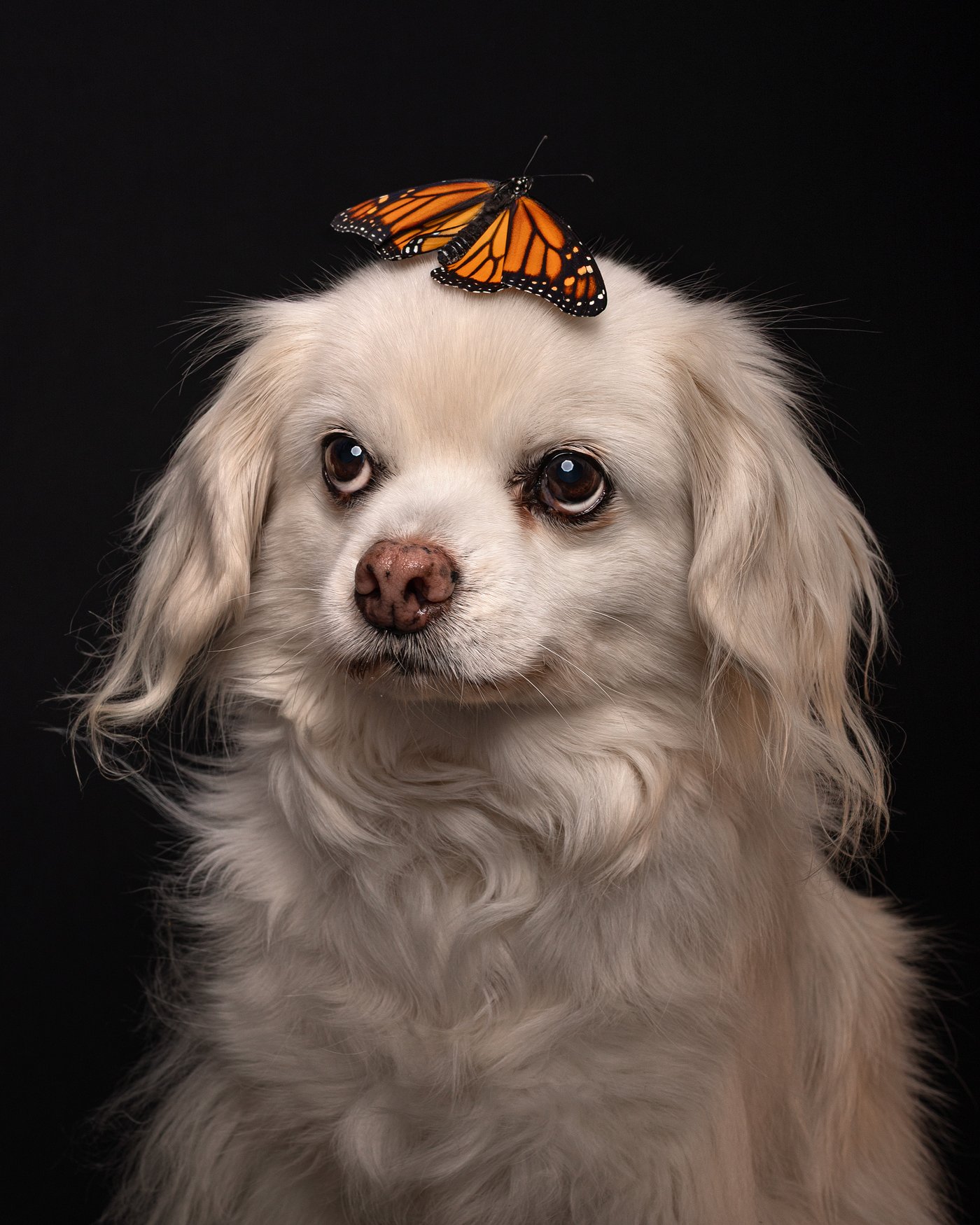 Lotus dog photography monarch butterfly