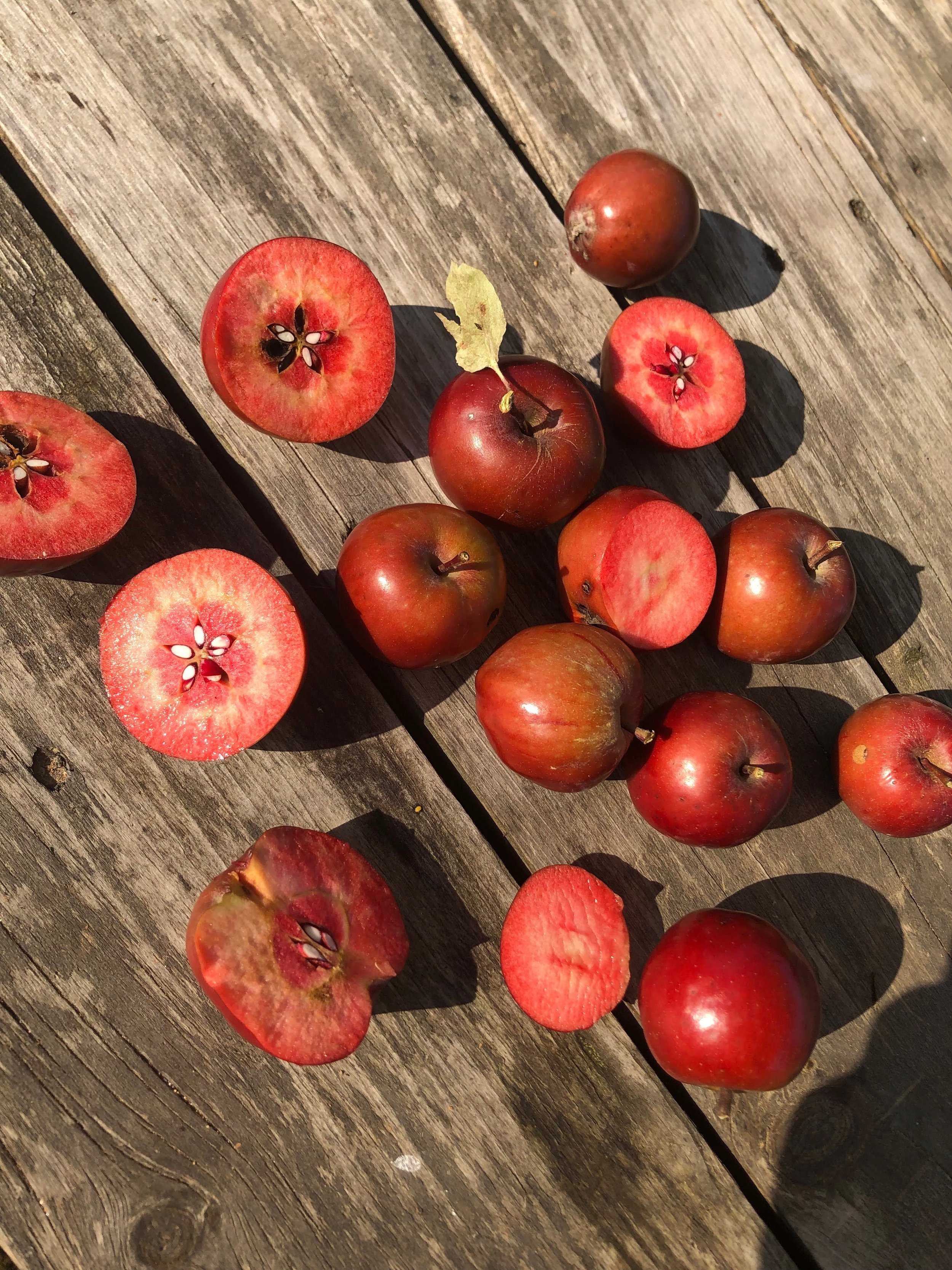 Rare apples used in an NYC Climate Week exhibit