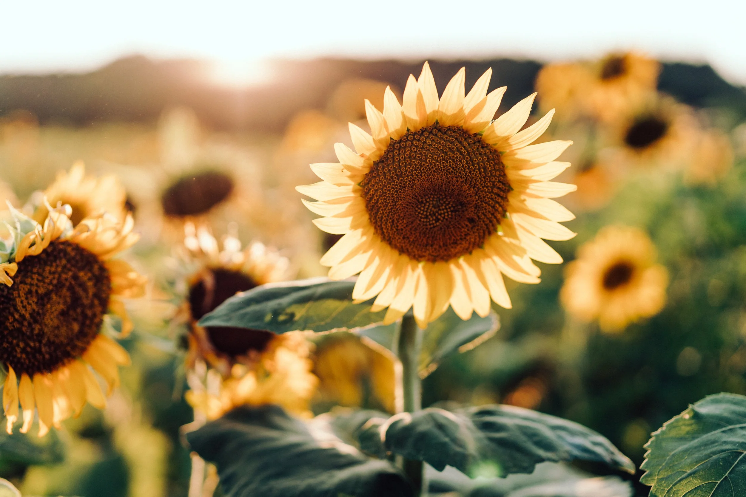 SunflowerField.07.27.23-17.jpg